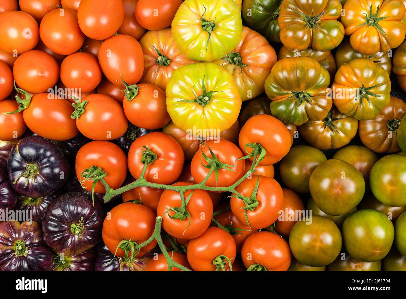 Draufsicht Auswahl an Tomaten vieler Arten, gesundes Essen, Studiofoto. Stockfoto