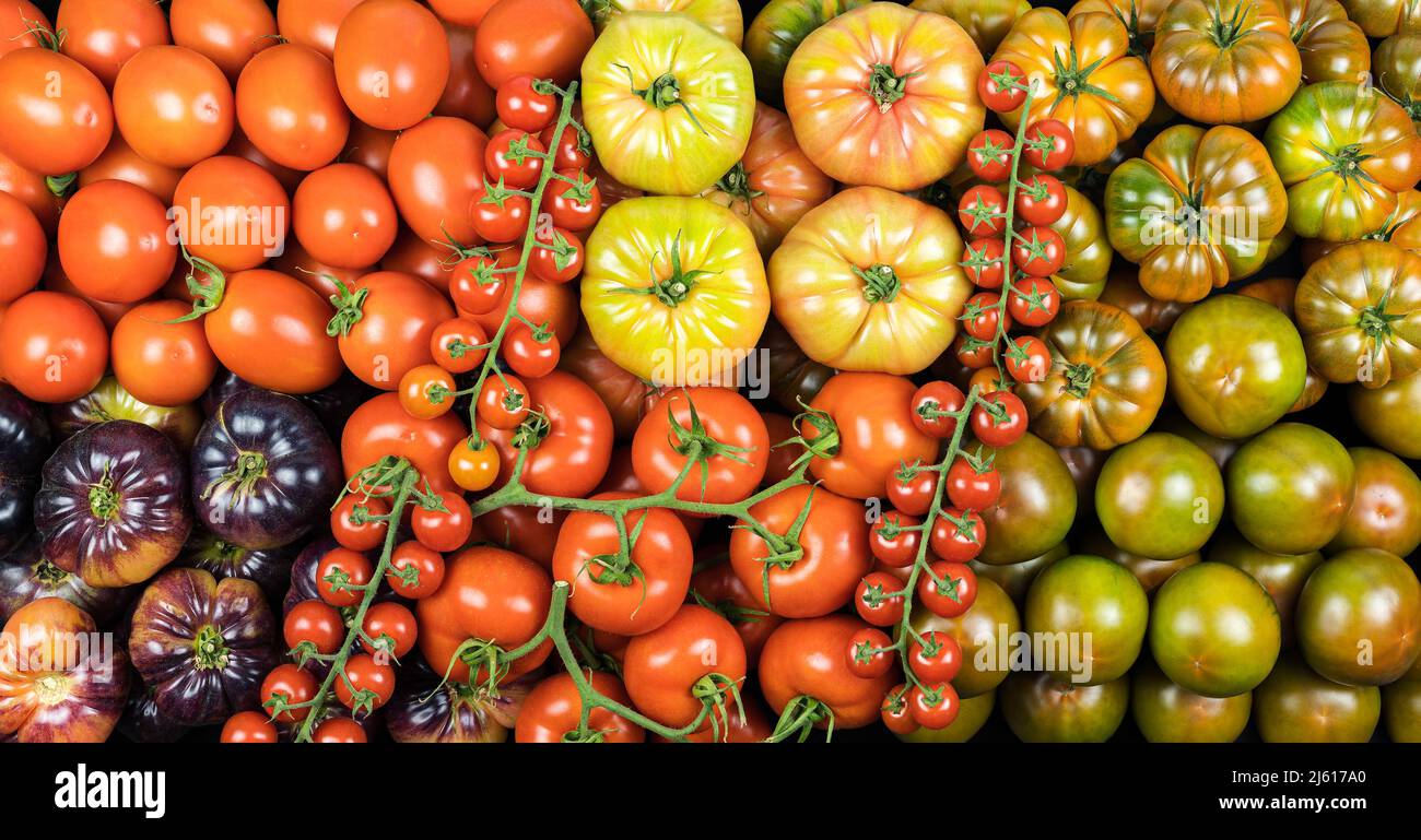 Draufsicht Auswahl an Tomaten vieler Arten, gesundes Essen, Studiofoto. Stockfoto