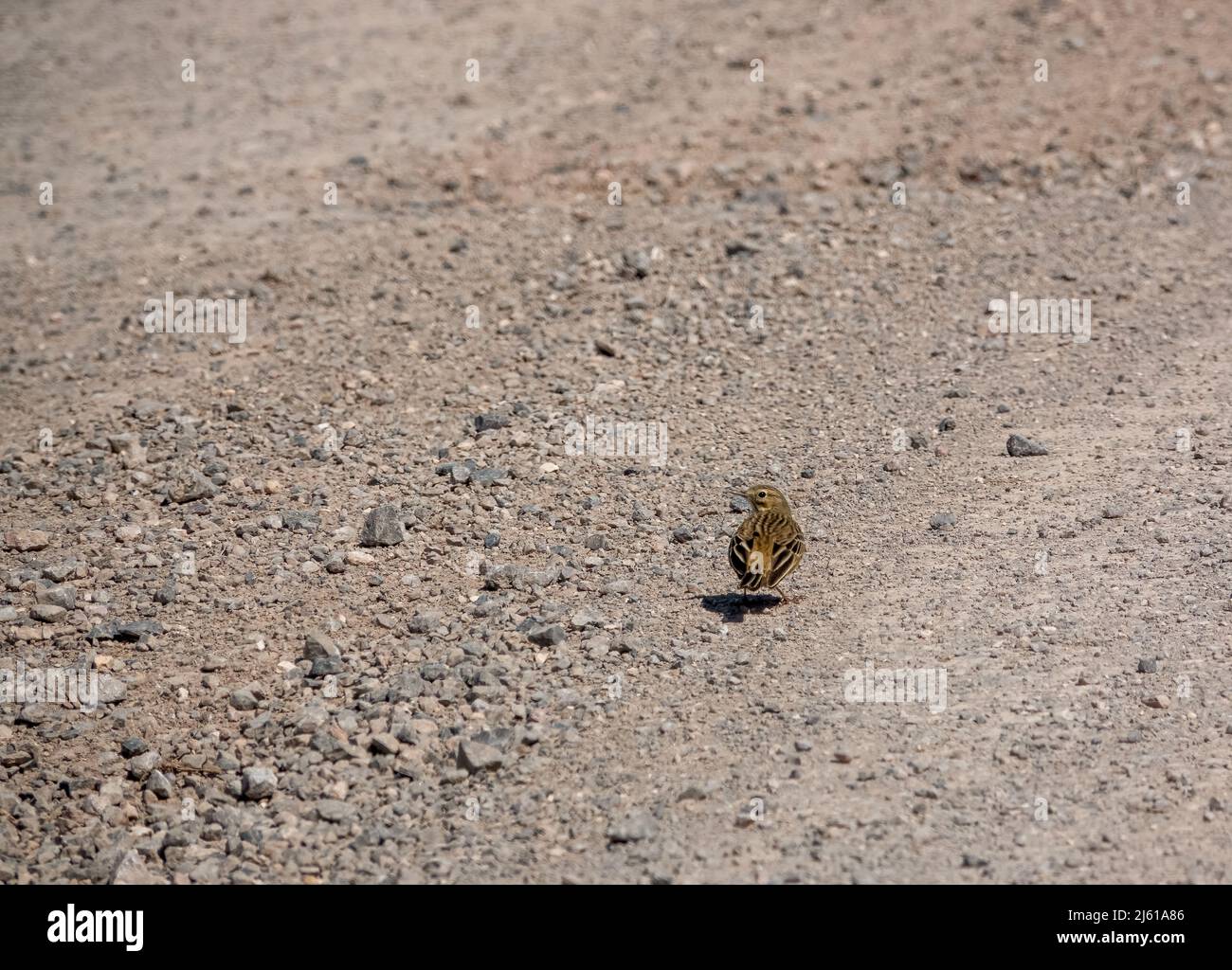 Eine Feldlerche (Alauda arvensis) auf einem steinernen Schotterweg Stockfoto