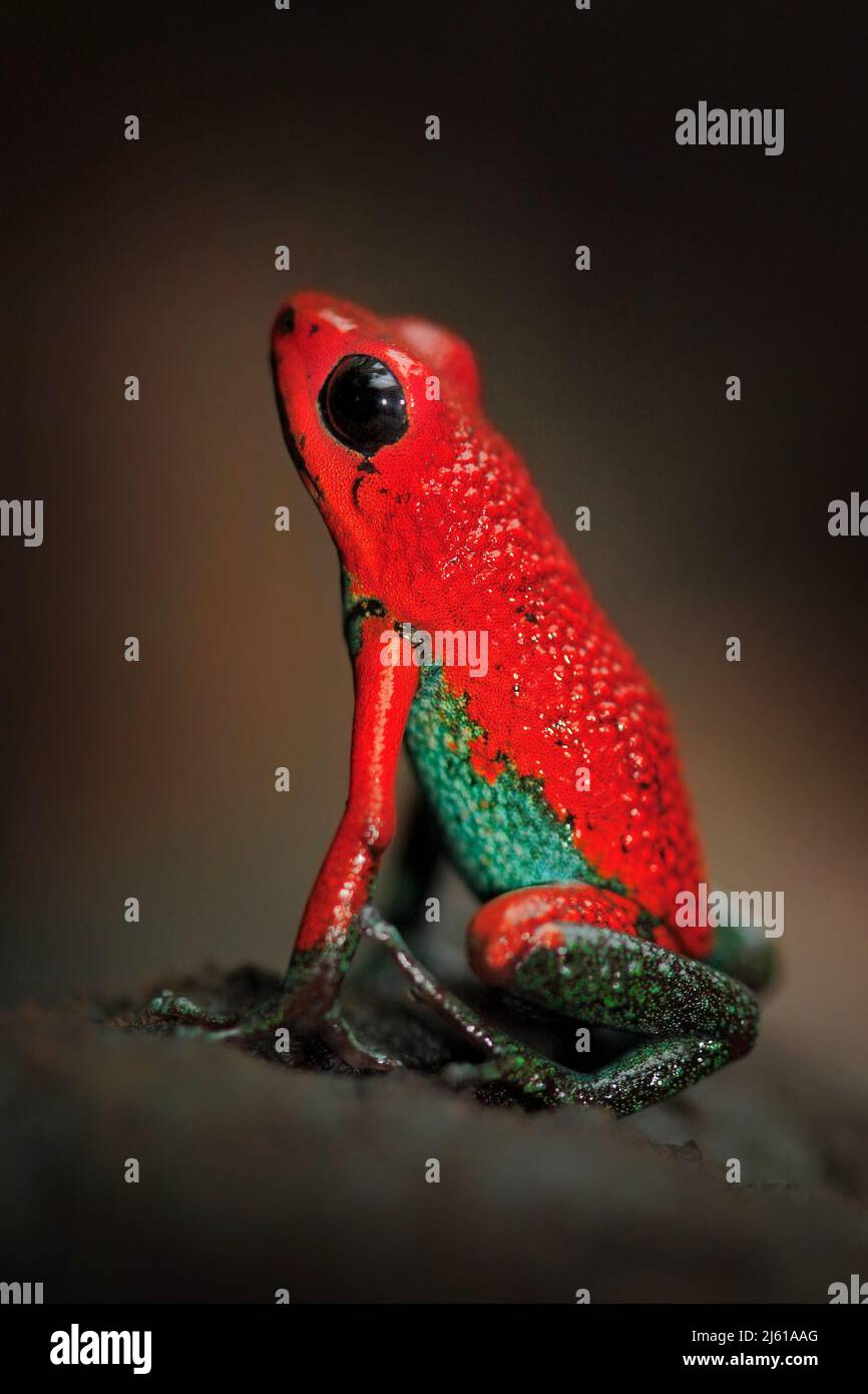 Roter Poisson-Frosch Granularer Giftpfeilfrosch, Dendrobat granuliferus, im Naturlebensraum Costa Rica. Schönes exotisches Tier aus Mittelamerika Stockfoto