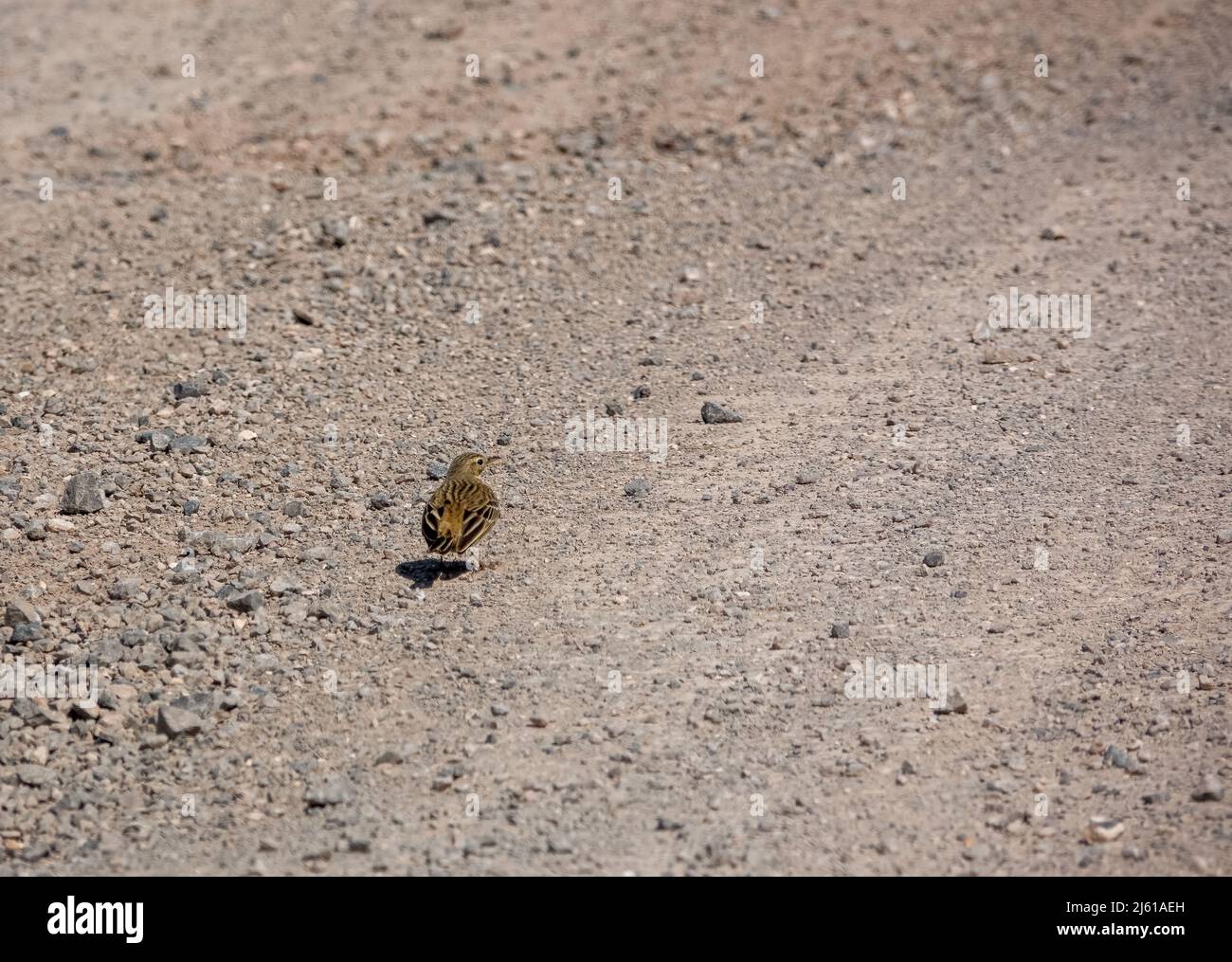 Eine Feldlerche (Alauda arvensis) auf einem steinernen Schotterweg Stockfoto