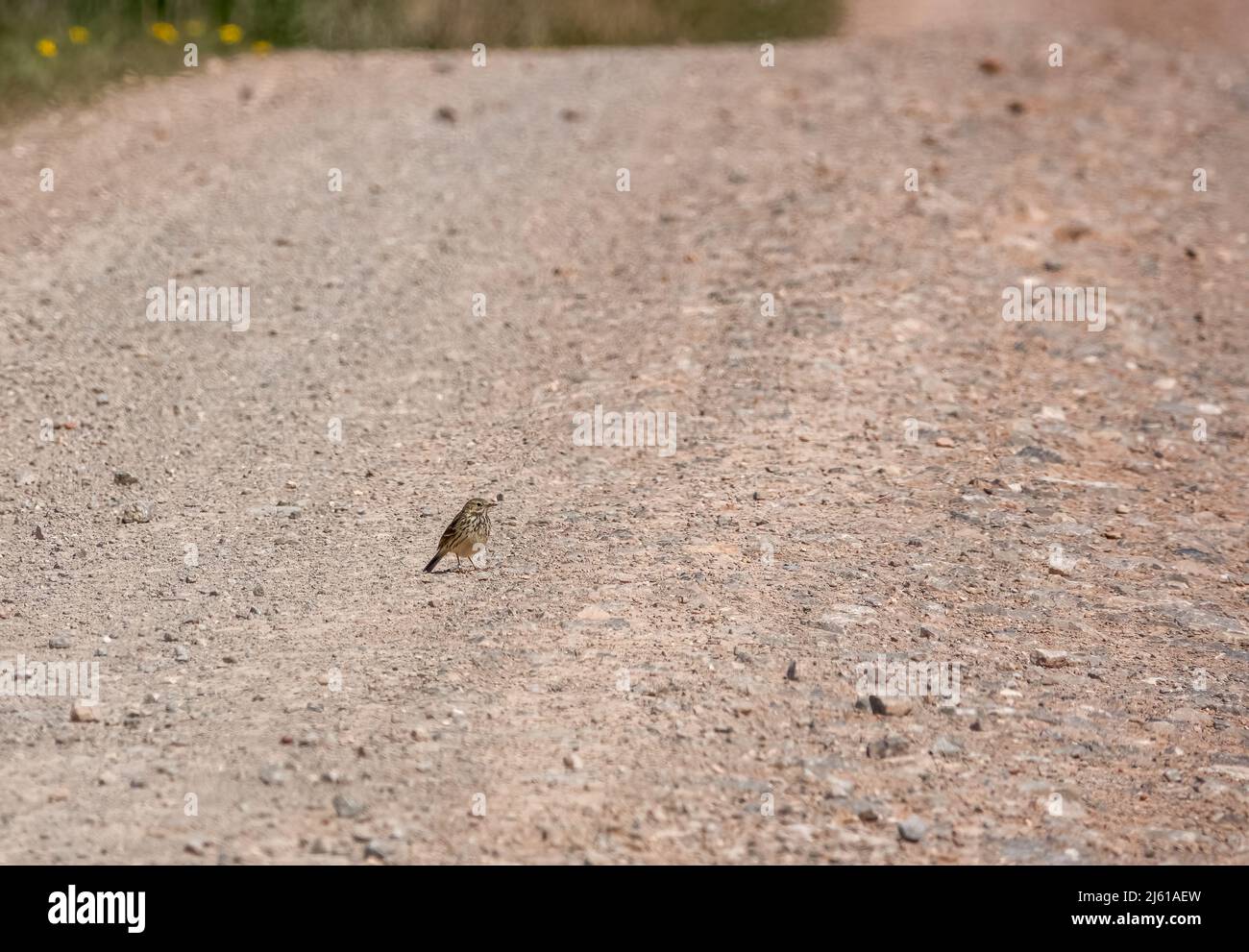 Eine Feldlerche (Alauda arvensis) auf einem steinernen Schotterweg Stockfoto
