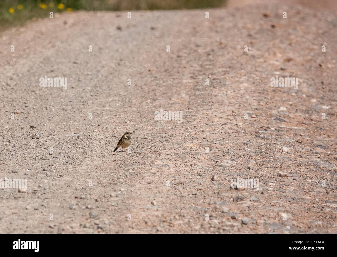 Eine Feldlerche (Alauda arvensis) auf einem steinernen Schotterweg Stockfoto