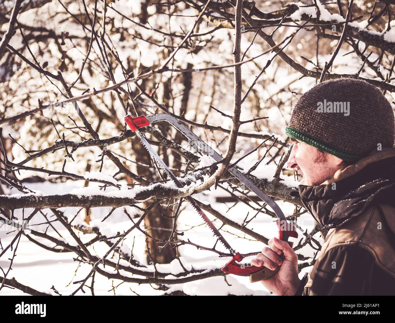 Das Bild zeigt einen gärtner, der zeigt, wie man Apfelbäume im Winter
