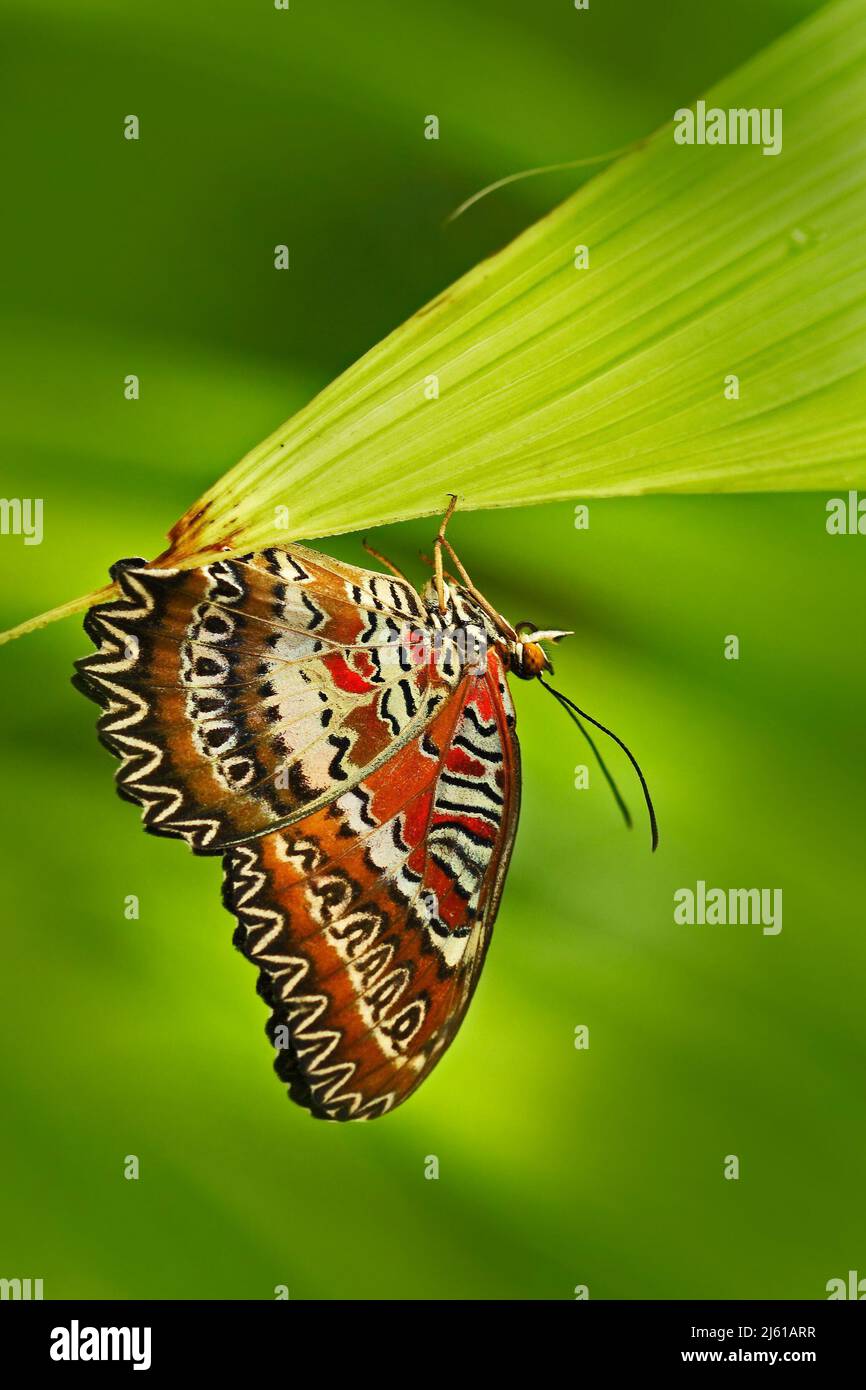 Schöner Schmetterling aus Indien. Red Lacewing, Cethosia biblis, sitzend auf den grünen Blättern. Insekt im dunklen Tropenwald, Lebensraum Natur. Schmetterling Fr. Stockfoto