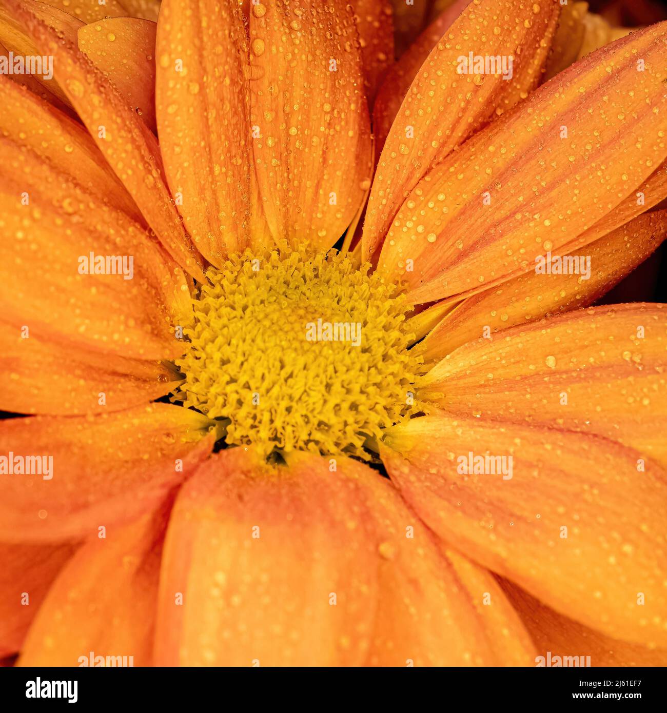 Ein Nahaufnahme-Makrobild von orangefarbenen dasies Stockfoto