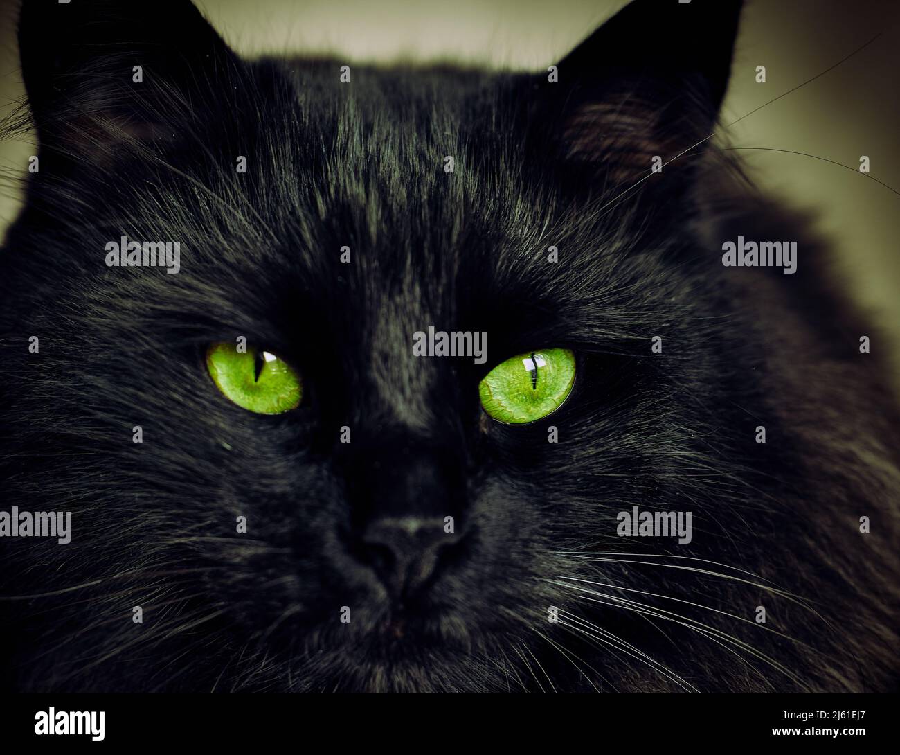 Porträt einer schwarzen Katze mit grünen Augen und verschwommenem Hintergrund Stockfoto