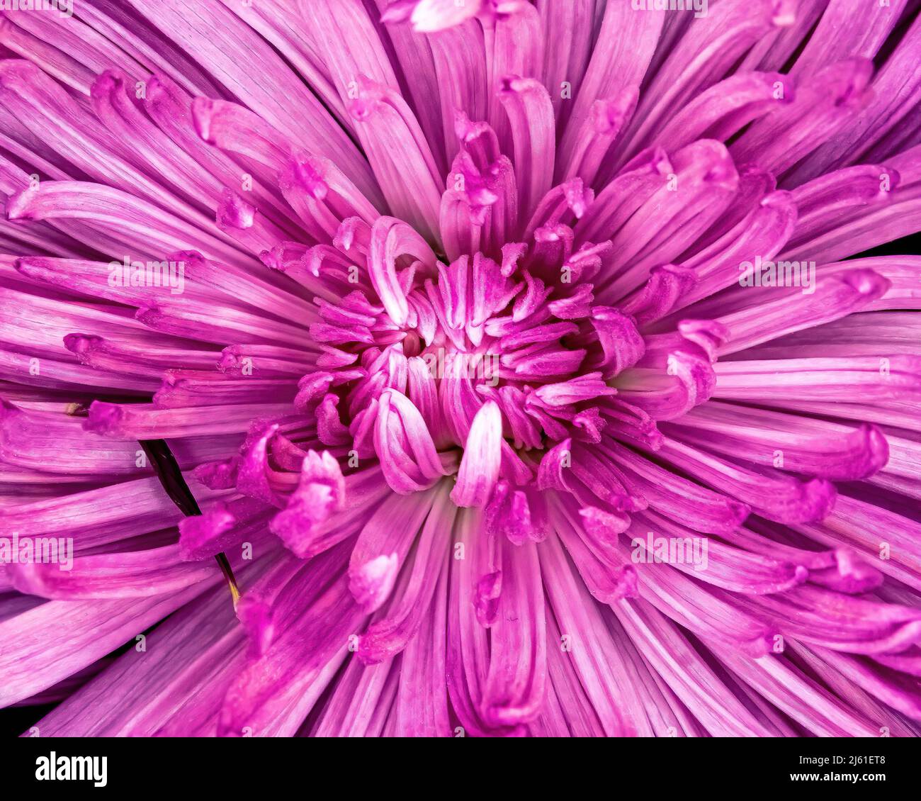 Kopf einer rosa Blume in lebendigen Farben Stockfoto
