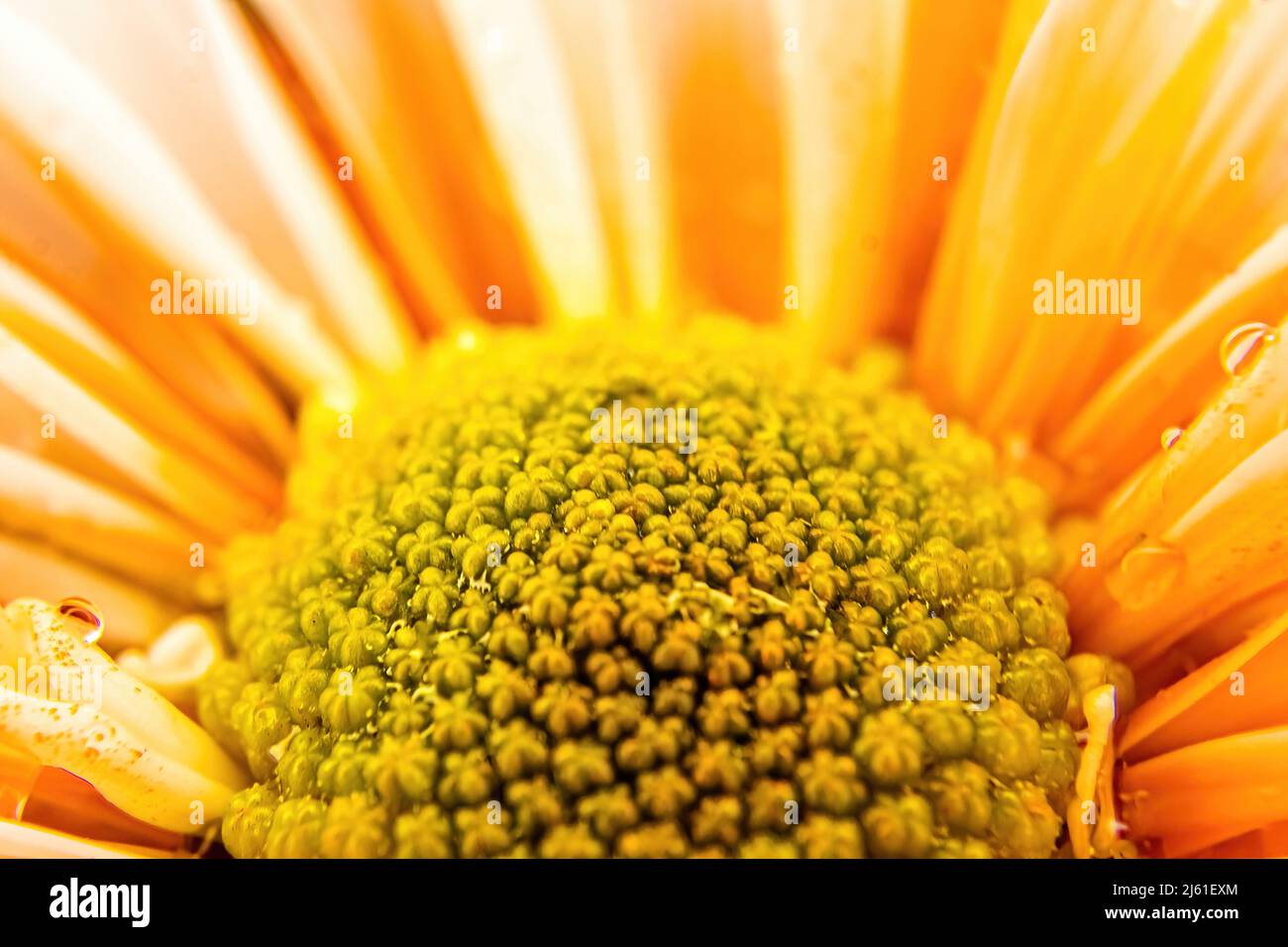 Helle Beleuchtung zeigt die Nahaufnahme einer Blume Stockfoto