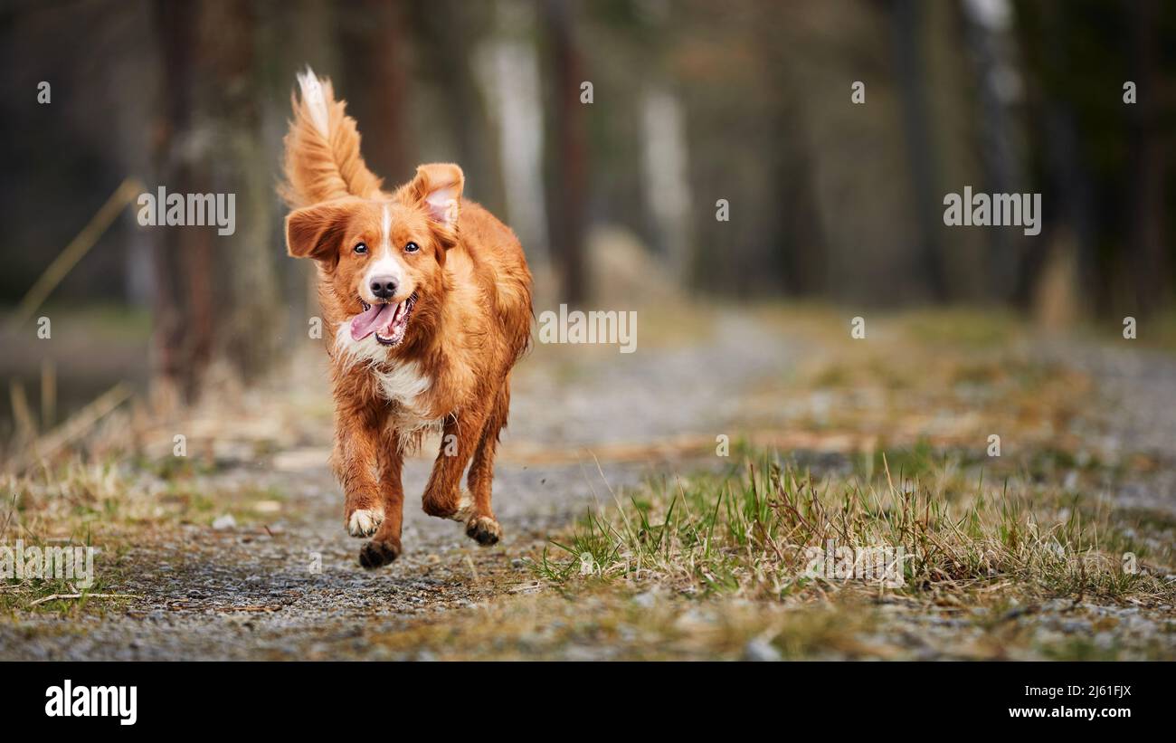 Vorderansicht des schnell laufenden glücklichen Hundes. Selektiver Fokus auf Nova Scotia Duck Tolling Retriever auf Gehwegen gegen den Wald. Stockfoto