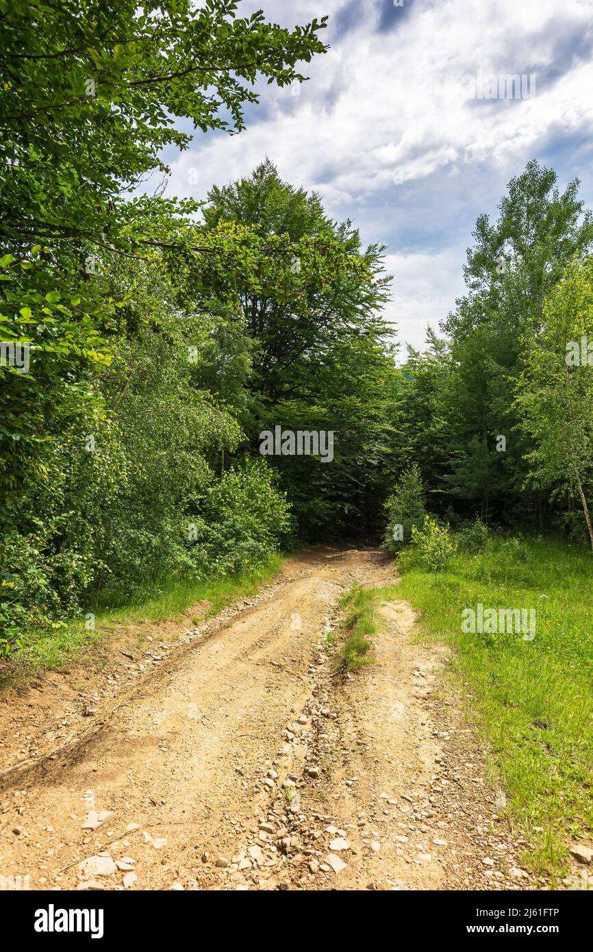 Landschaft Feldweg in den Wald. Grüne Naturlandschaft im Sommer. Gras auf der Wiese an der Straße. Schöne Szene des Naturparks im Sommer. Stockfoto