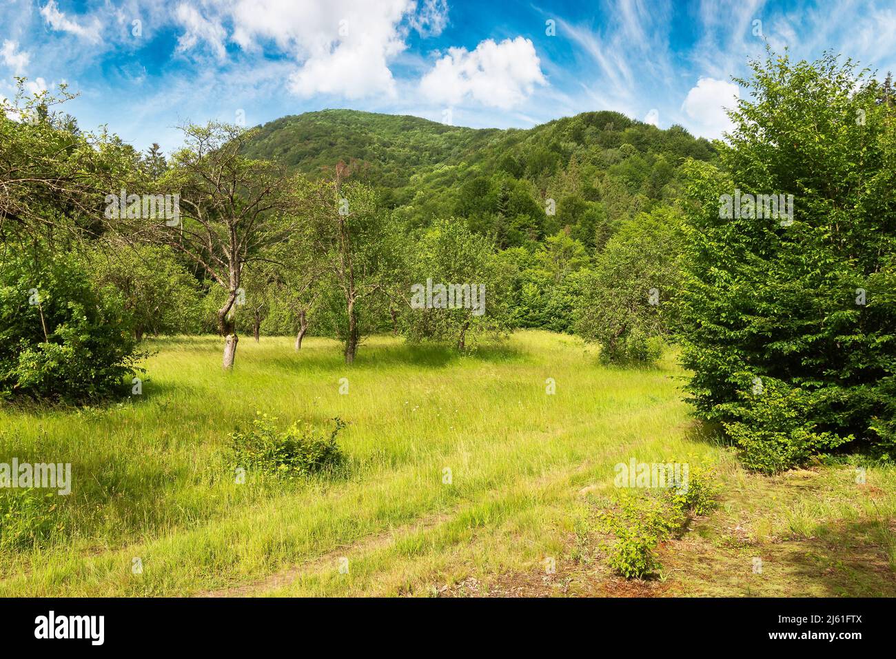 Weite Waldlichtung zwischen den Bergen. Schöne Sommerlandschaft der ukrainischen karpaten. Bäume in grünem Laub unter einem blauen Himmel mit flauschigen Clou Stockfoto