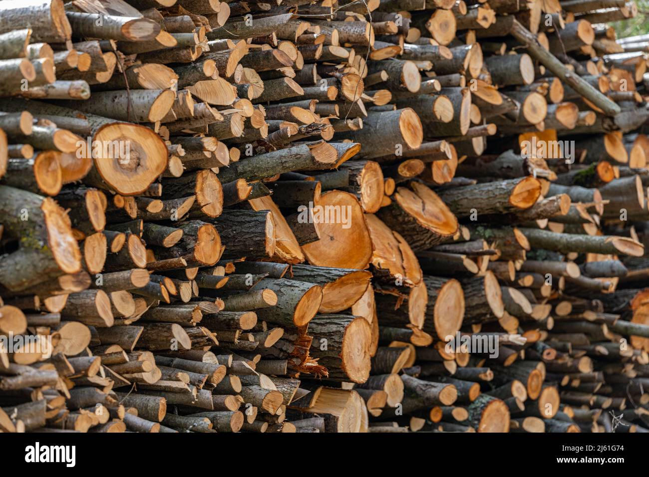 Ein Haufen Brennholz trocknet vor dem Winter Stockfoto