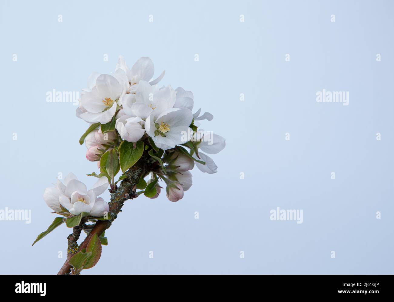 Zweig eines blühenden Apfelbaums an einem hellblauen Himmel mit Platz für Kopien, Dänemark, 25. April 2022 Stockfoto