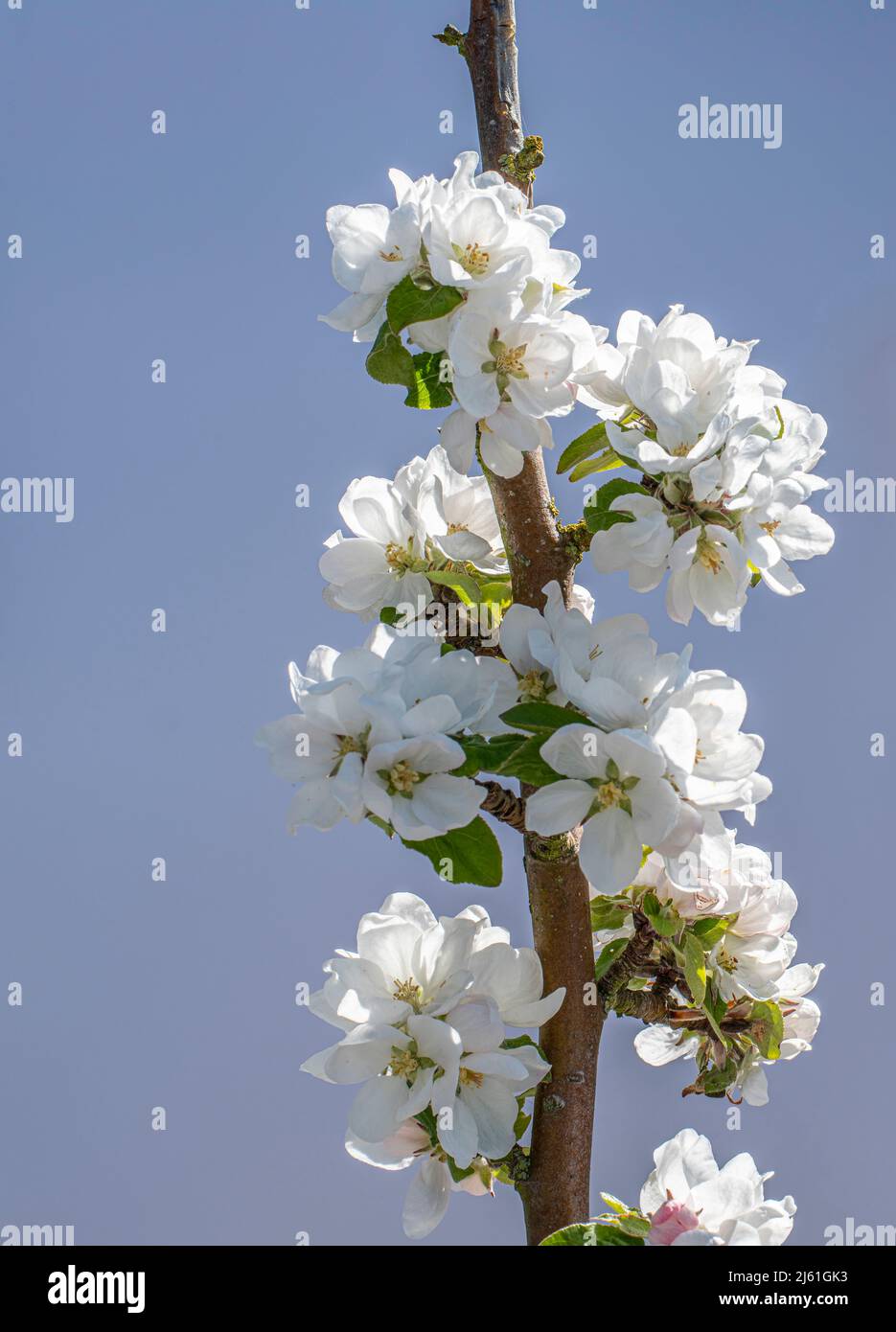 Verikalischer Zweig eines blühenden Apfelbaums an einem blauen Himmel mit Platz für Kopien, Dänemark, 25. April 2022 Stockfoto