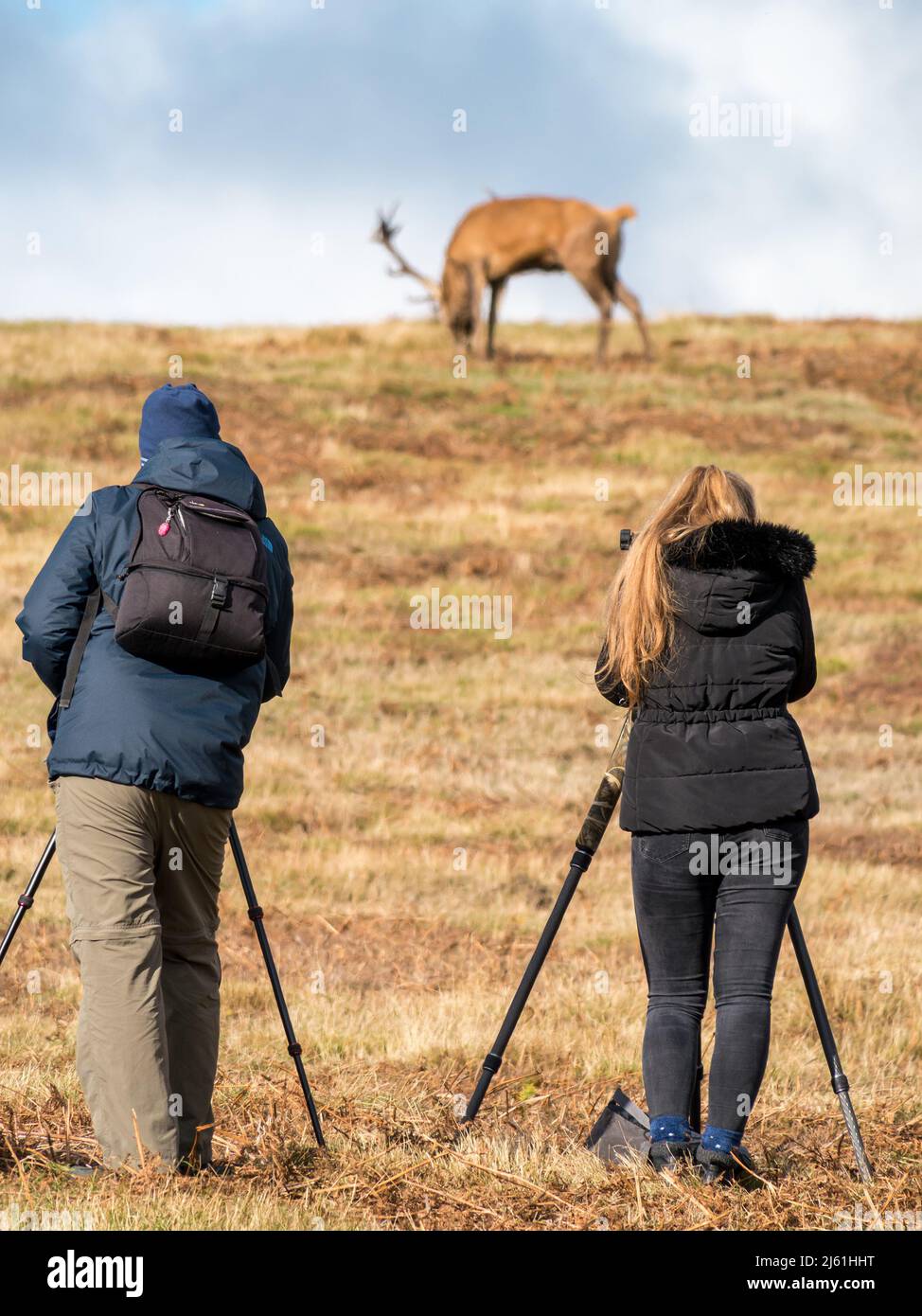 Naturfotografen mit Stativen beim Rothirsch in Bradgate Park, Leicestershire, England (SELEKTIVER FOKUS AUF FOTOGRAFEN) Stockfoto