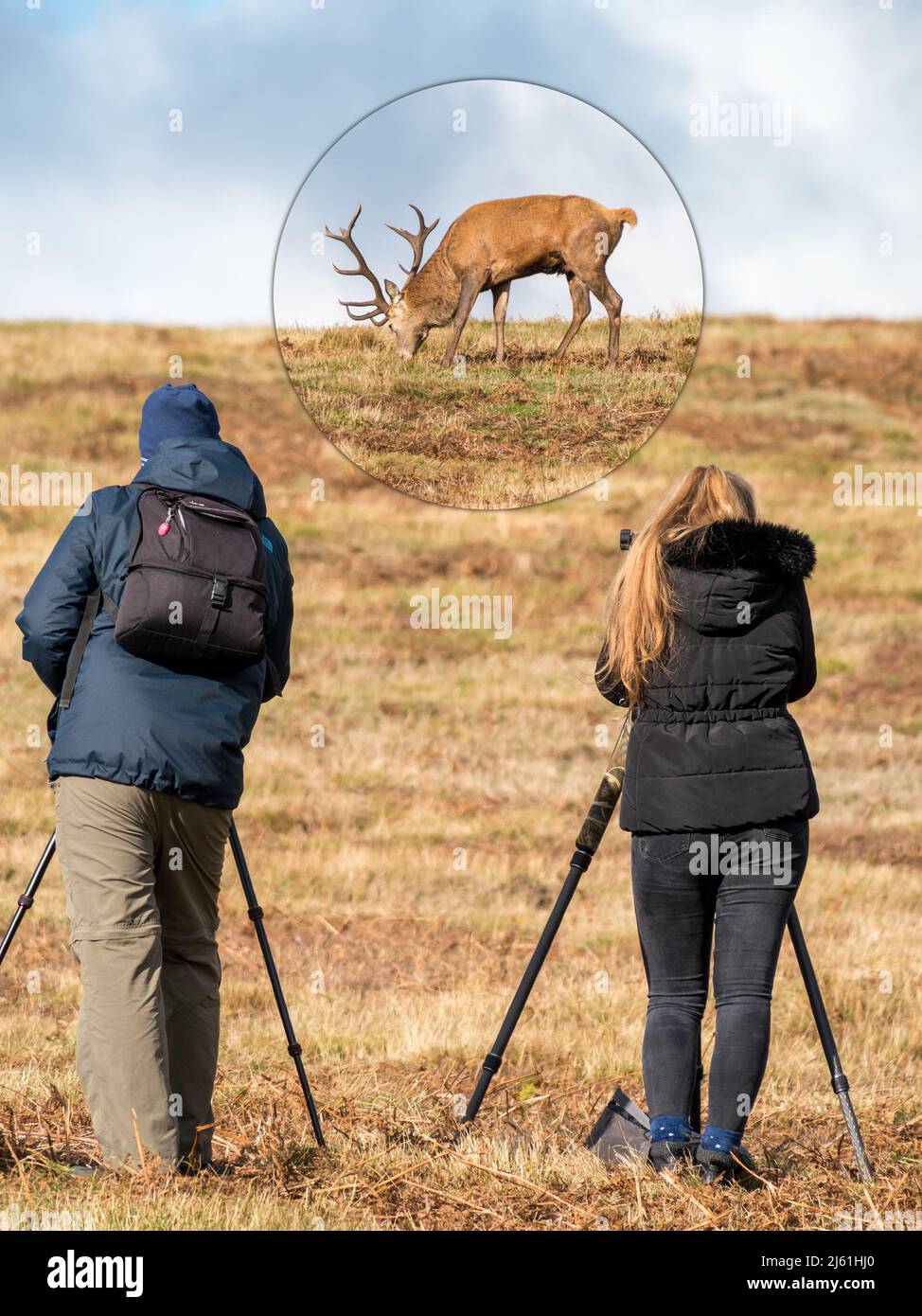 Naturfotografen mit Stativen, die Rothirsch im Bradgate Park, Leicestershire, England, fotografieren. (MONTAGE - HIRSCHE UND FOTOGRAFEN IM FOKUS) Stockfoto