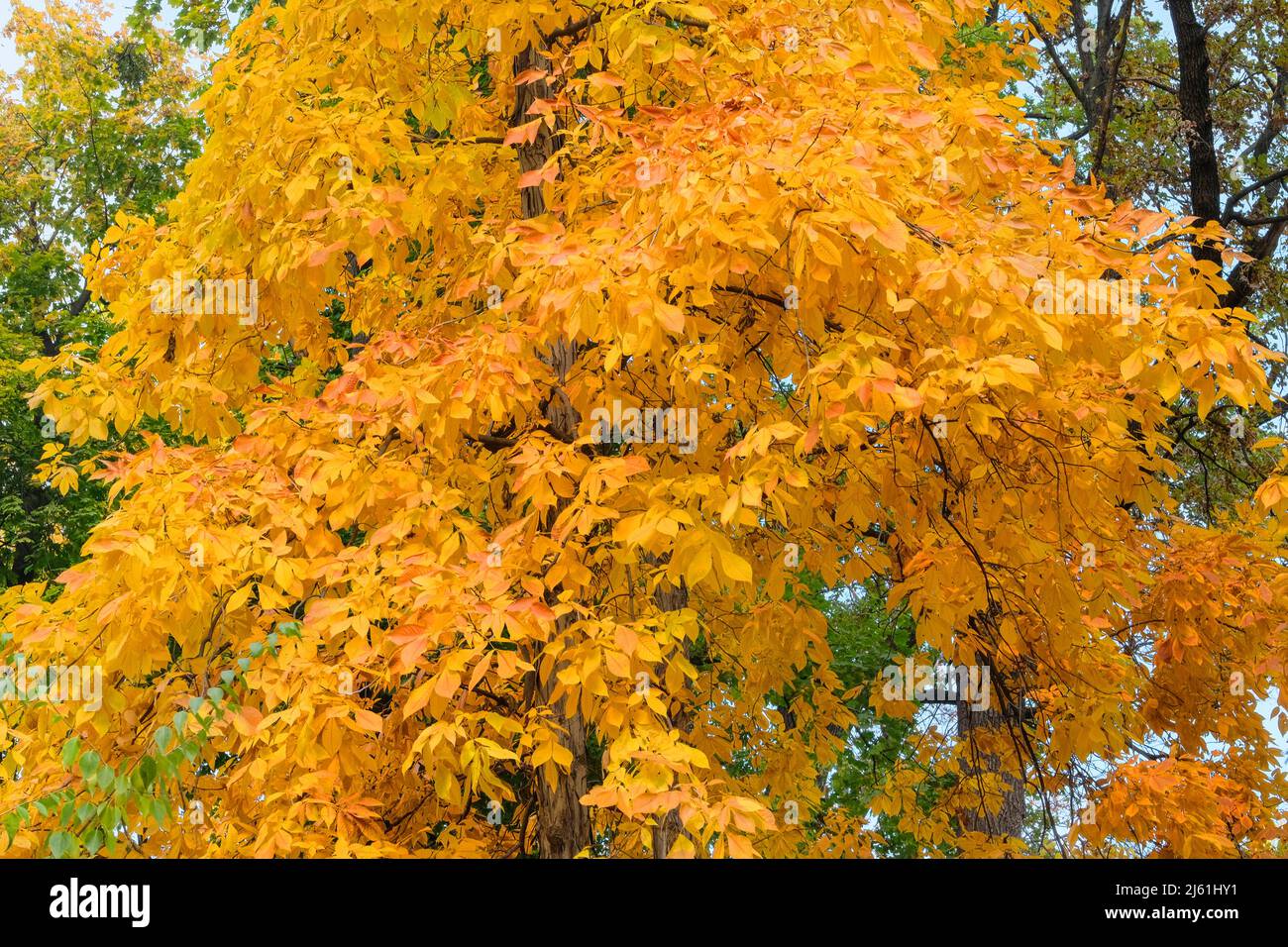 Gelbe Herbstblätter im malerischen Herbstpark. Parken Sie in der Stadt. Sonniger Tag, warmes Wetter. Sonnig im Herbst. Stockfoto