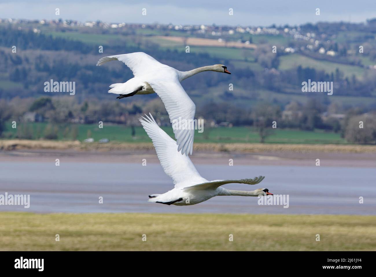 Ein Paar Mute Swans, die am Fluss Severn in Slimbridge Gloucestershire England fliegen Stockfoto