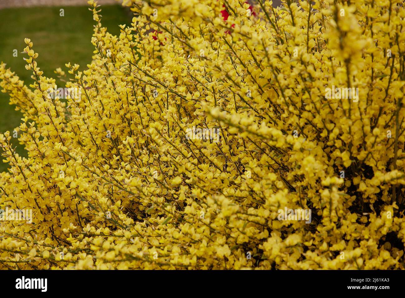 Goldgelbe Blüten des blühenden Gartenstrauch Citisus x praecox All Gold im Freien gesehen. Stockfoto