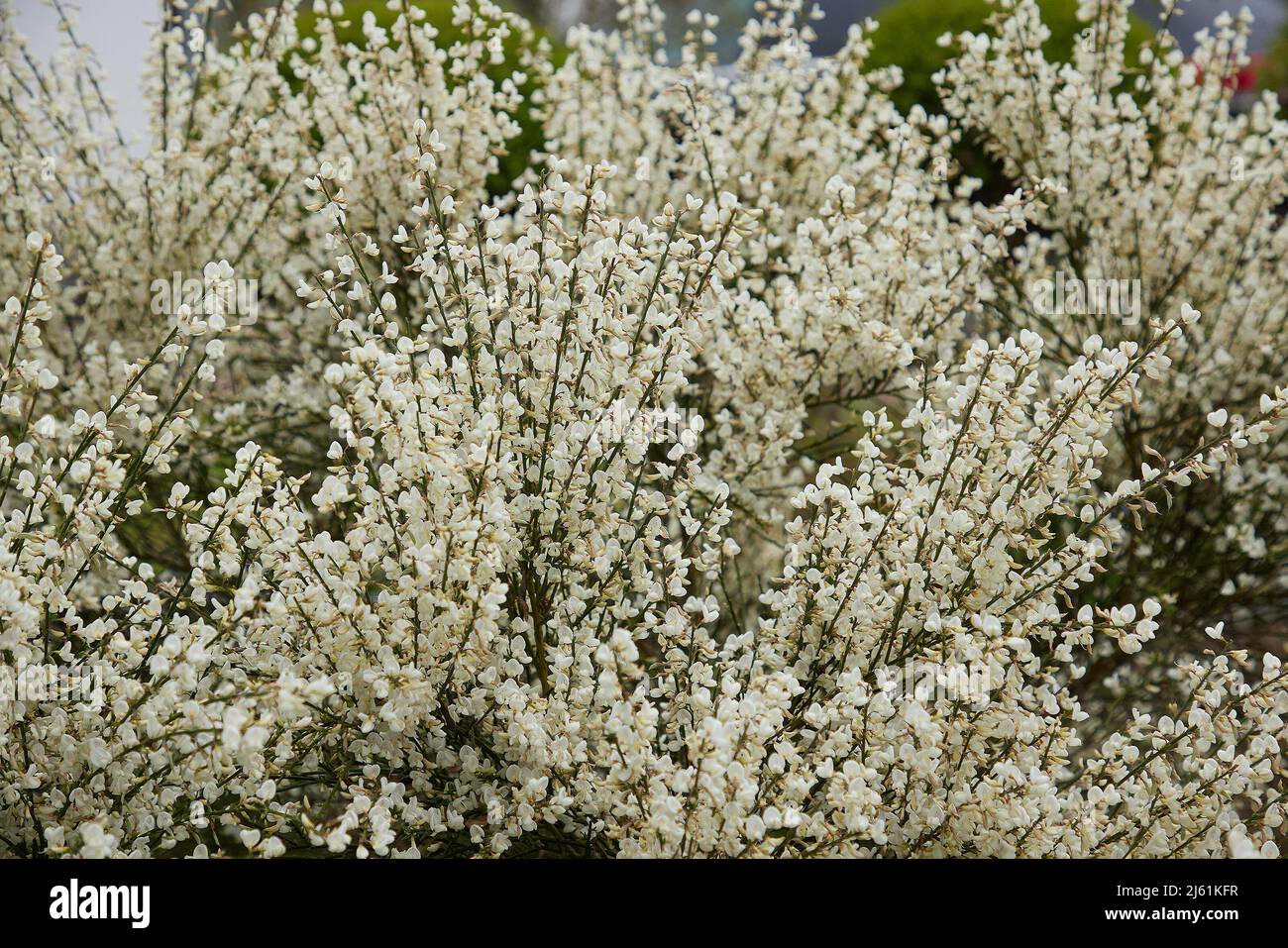 Weiße Blüten des blühenden Cytisus x praecox Albus im Freien gesehen. Stockfoto