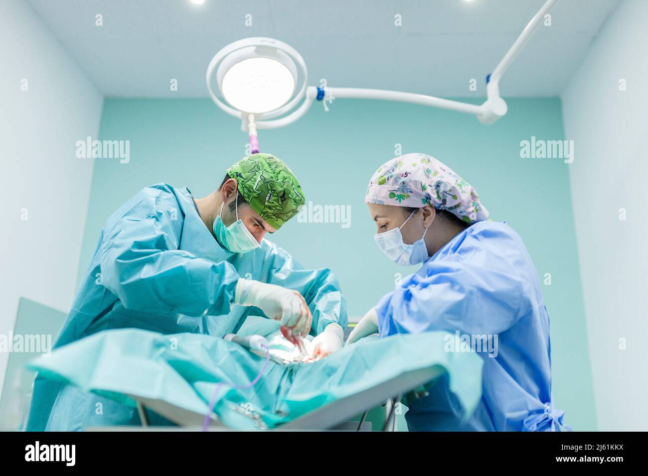 Tierarzt Chirurg mit Gesundheitsarbeiter Durchführung einer Operation am Hund in der Klinik Stockfoto