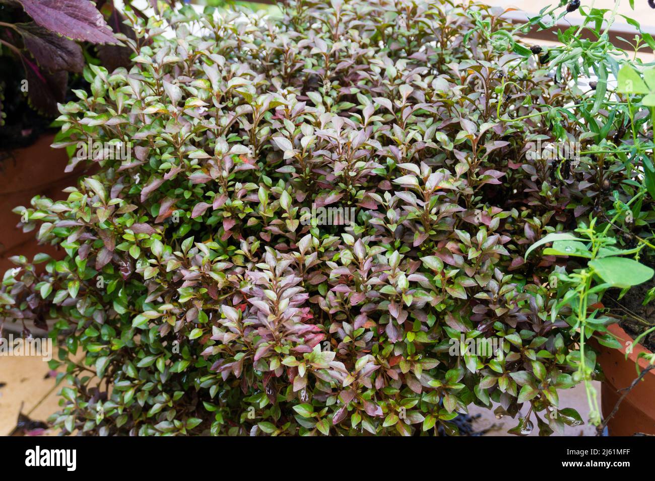 Eine coprosma Abendglühpflanze, die in einem Blumentopf in einem Indian House Hold wächst. Stockfoto