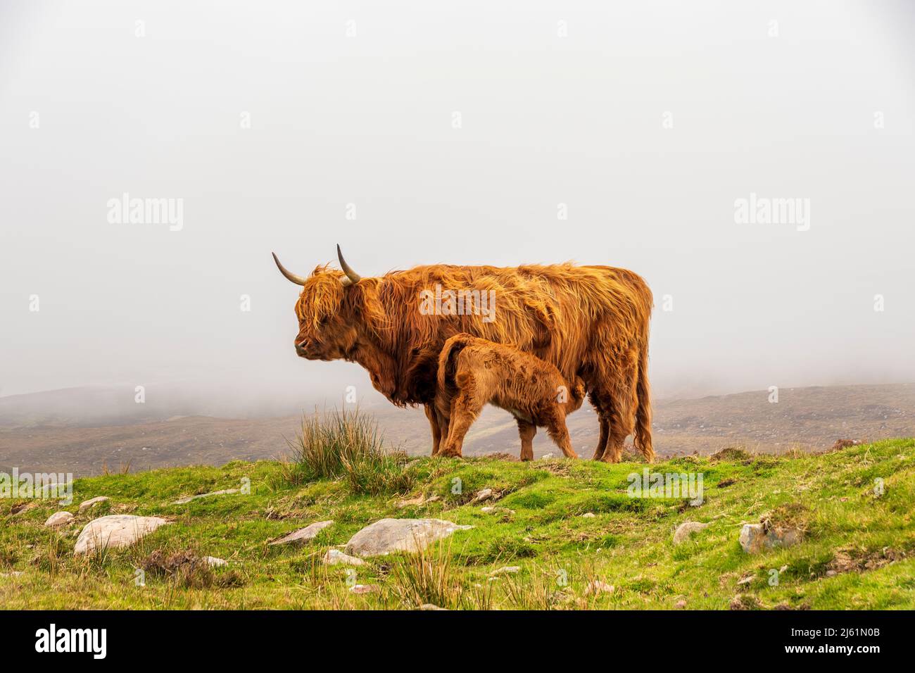 Galloway-Rinder, die Milch zur Kalb auf der Wiese füttern Stockfoto