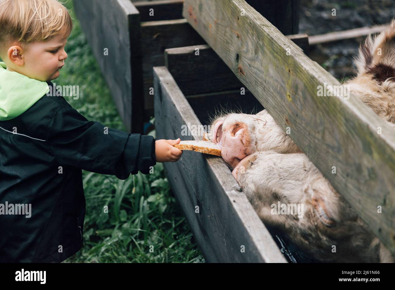 Junge füttert Kühe durch einen Holzzaun auf dem Bauernhof mit Brot Stockfoto