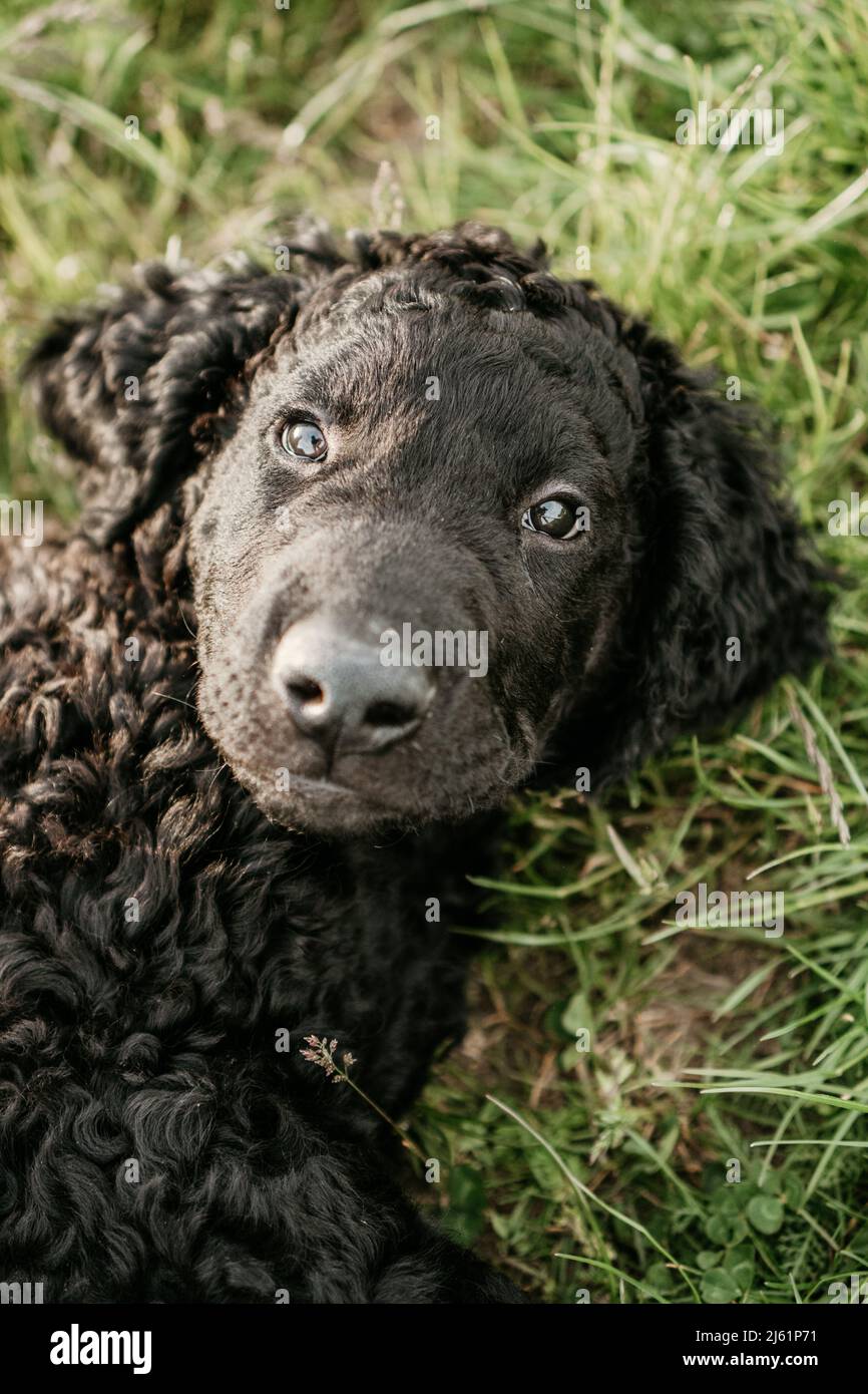 Schwarzer Hund liegt auf dem Gras Stockfoto
