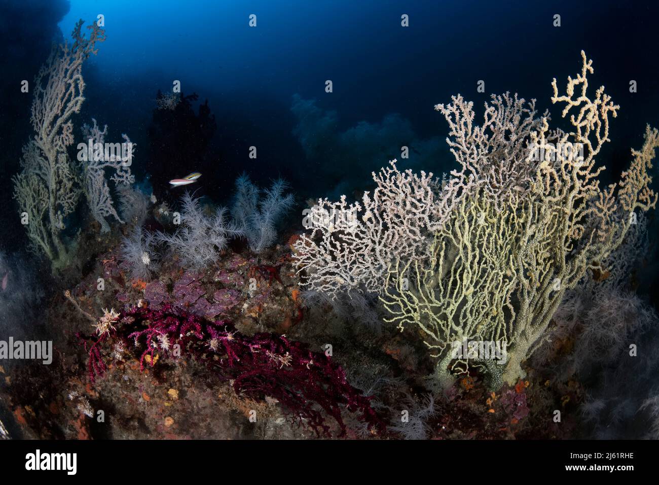 Der Atlantide-Schwarm, ein mythischer tieftauchplatz im mittelmeer, zeichnet sich durch die Anwesenheit einer riesigen Kolonie schwarzer Korallen aus (Antipathella subpin Stockfoto