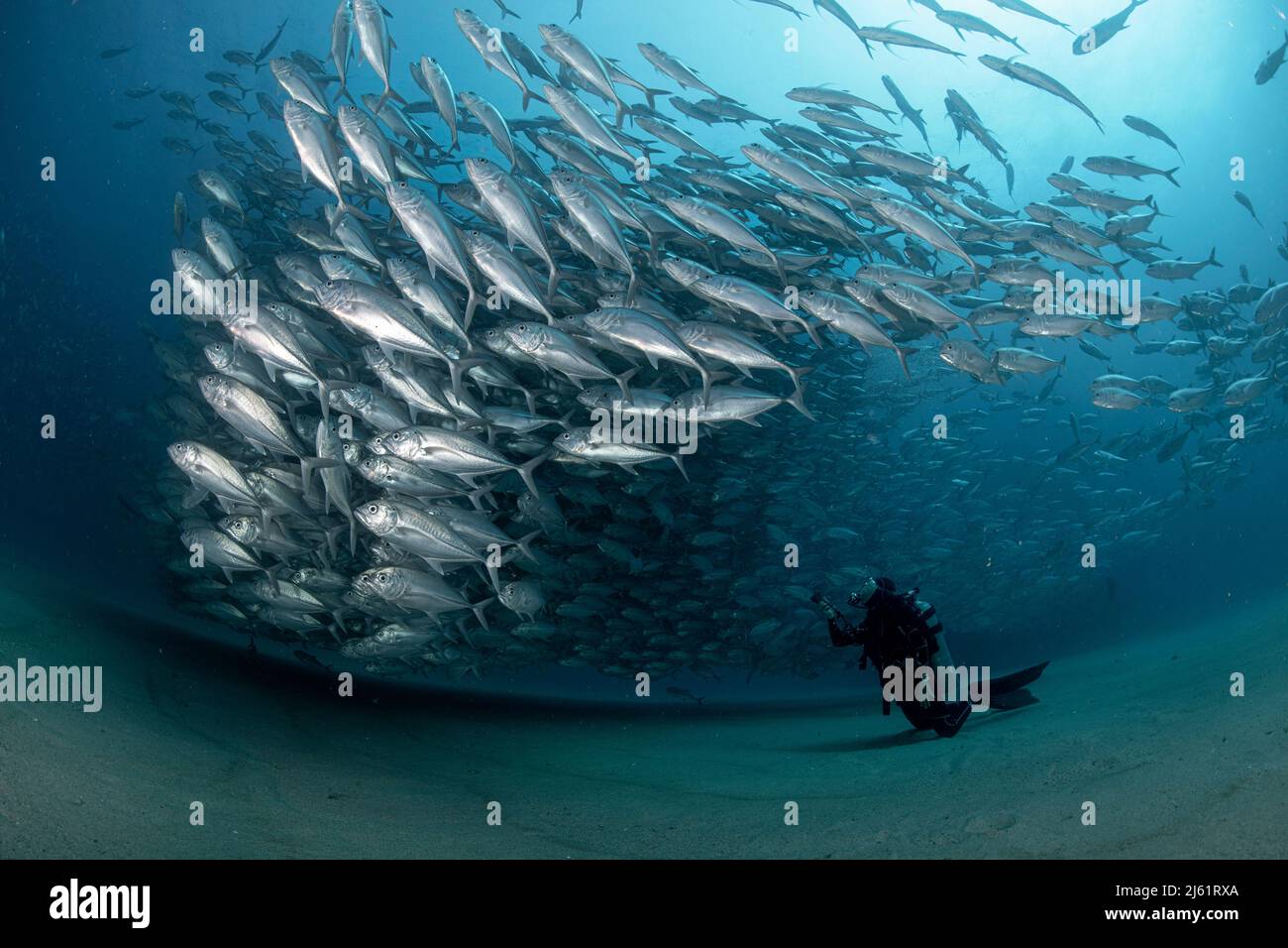 Ein Taucher bewundert in Ehrfurcht die große Ansammlung von Buchsenfischen in den Gewässern des Cabo Pulmo Marine National Park, wo die Biomasse der Meere exponentiell zugenommen hat Stockfoto