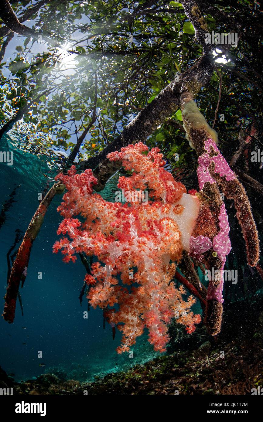 Weiche Korallen in den Mangroven Stockfoto