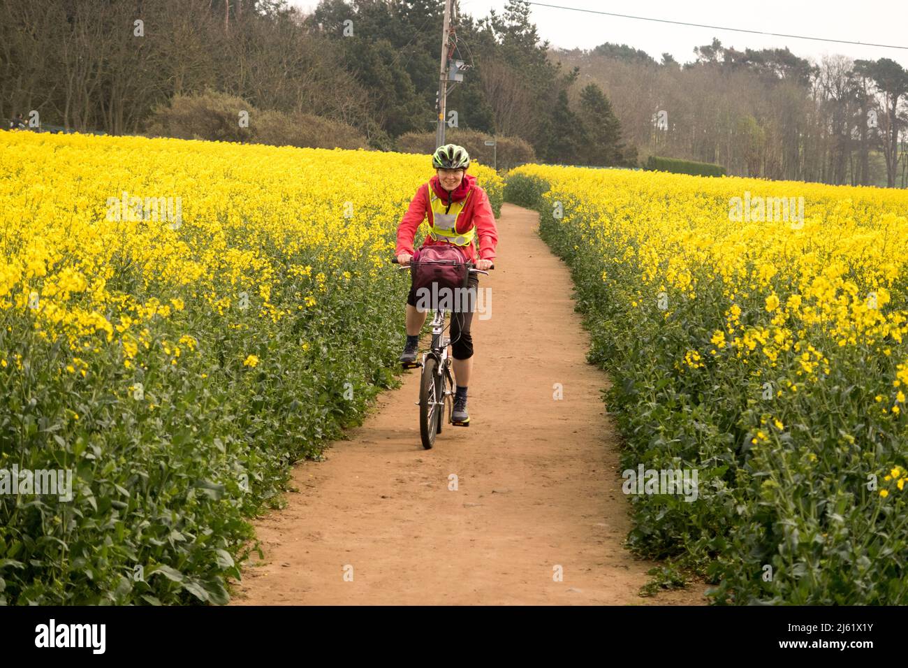 Eine Frau, die durch ein Feld von Rapspflanzen radelt Stockfoto