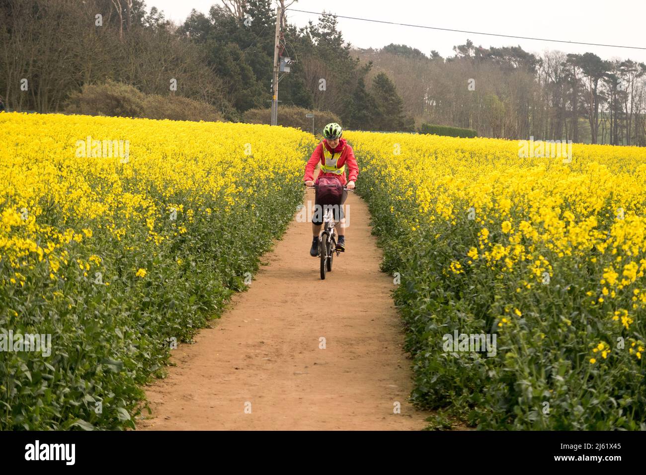 Eine Frau, die durch ein Feld von Rapspflanzen radelt Stockfoto