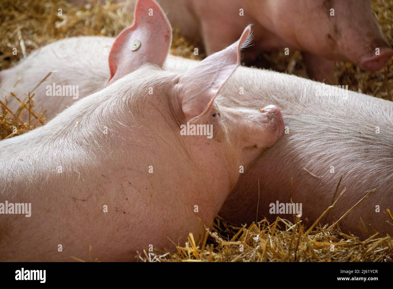 Artgerechte Schweinehaltung mit Stallhaltung in Stallgruppen, Tageslicht, Stroh, Einzelfütterungsständen und separatem Güllebereich Stockfoto