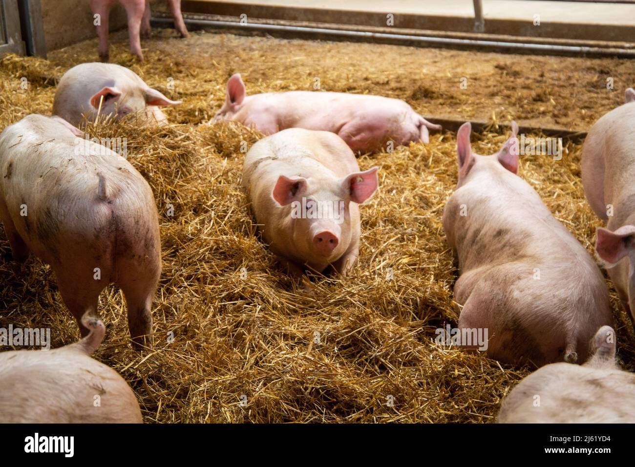 Artgerechte Schweinehaltung mit Stallhaltung in Stallgruppen, Tageslicht, Stroh, Einzelfütterungsständen und separatem Güllebereich Stockfoto