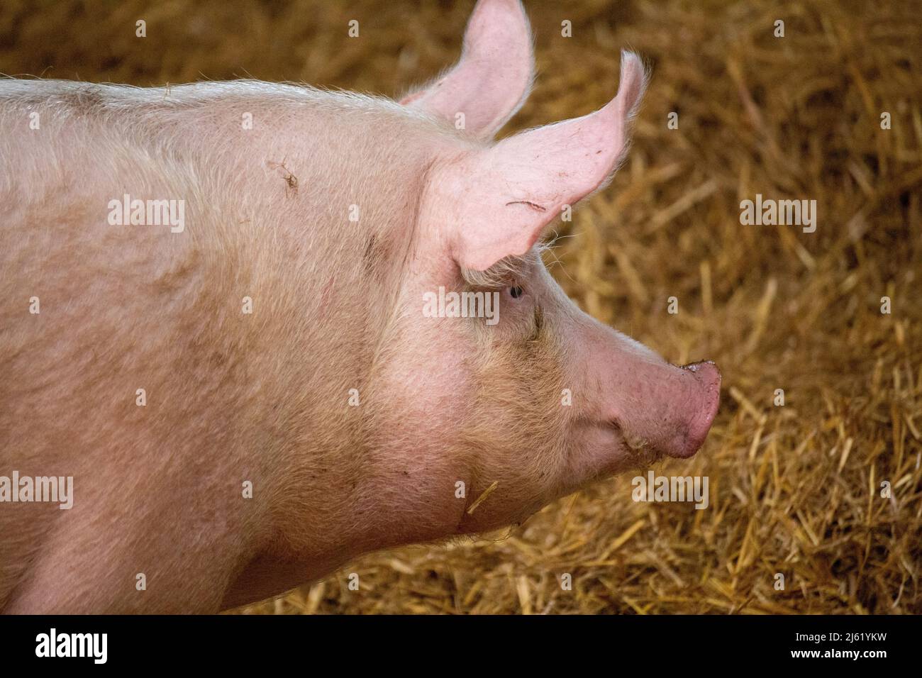 Artgerechte Schweinehaltung mit Stallhaltung in Stallgruppen, Tageslicht, Stroh, Einzelfütterungsständen und separatem Güllebereich Stockfoto