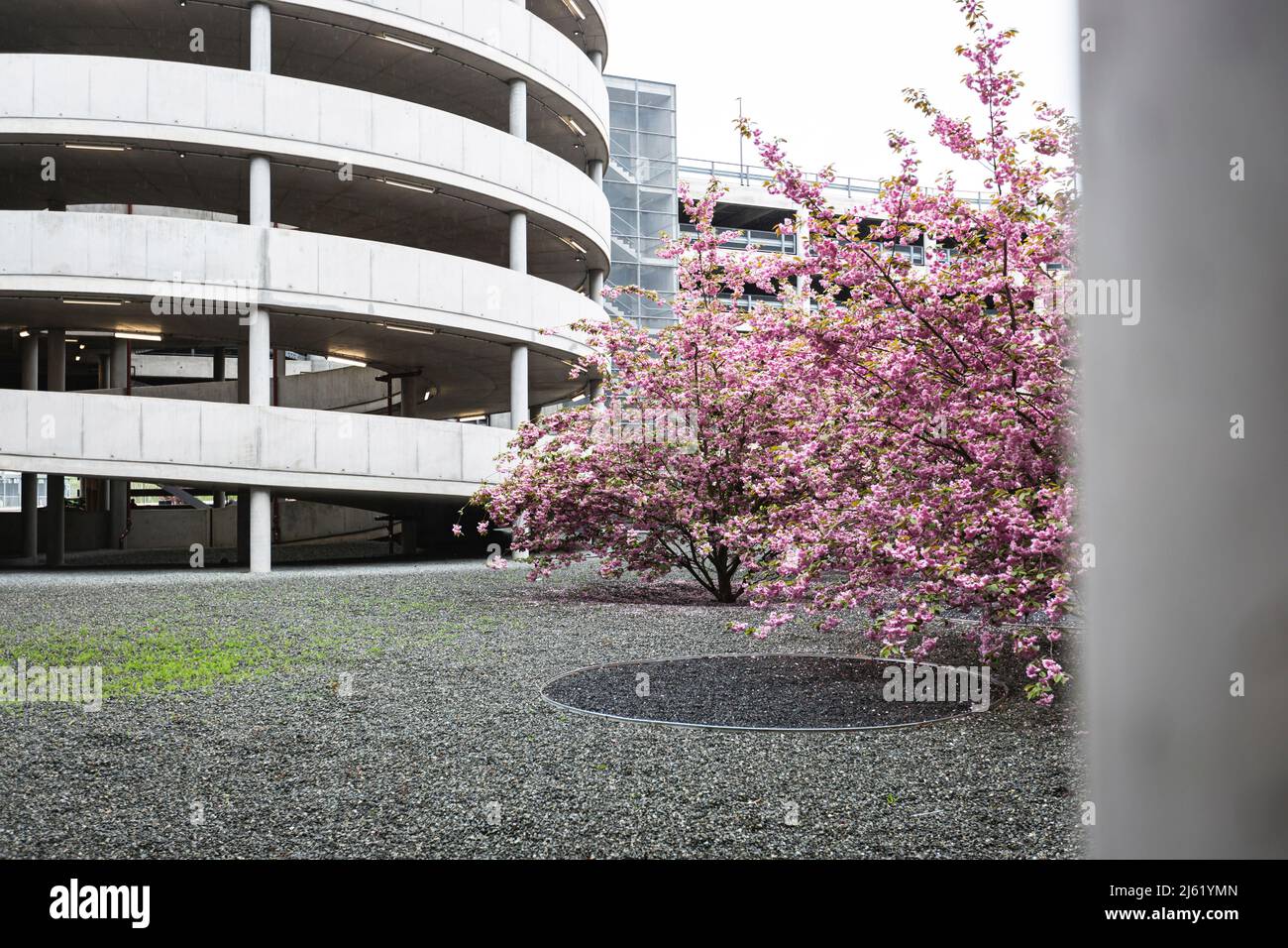 Rosafarbene blühende Bäume vor dem Parkhaus Stockfoto