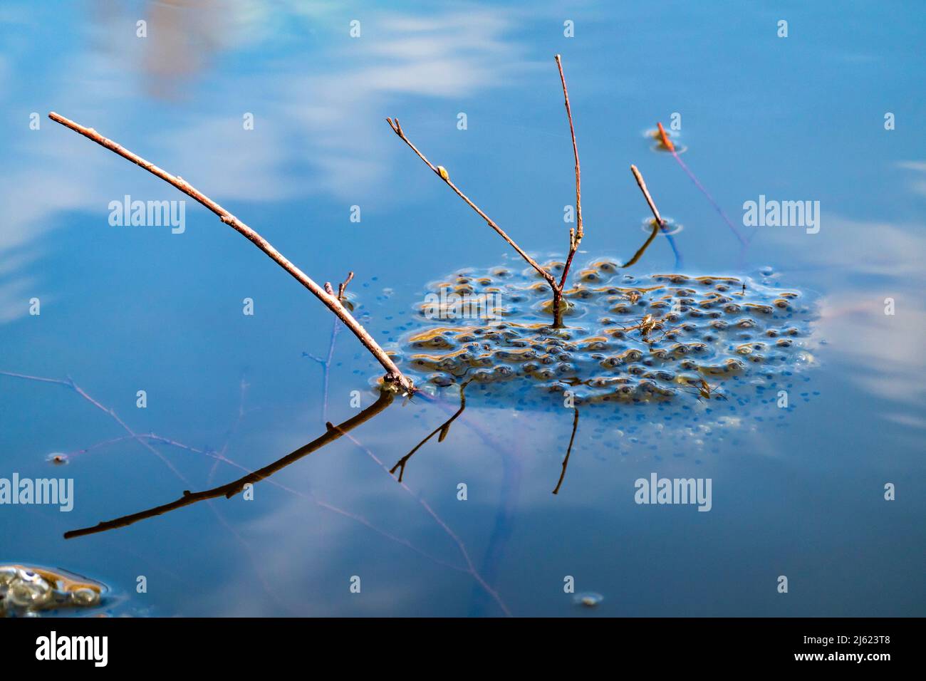 Anhäufung von Frogspawn schwimmt im See Stockfoto