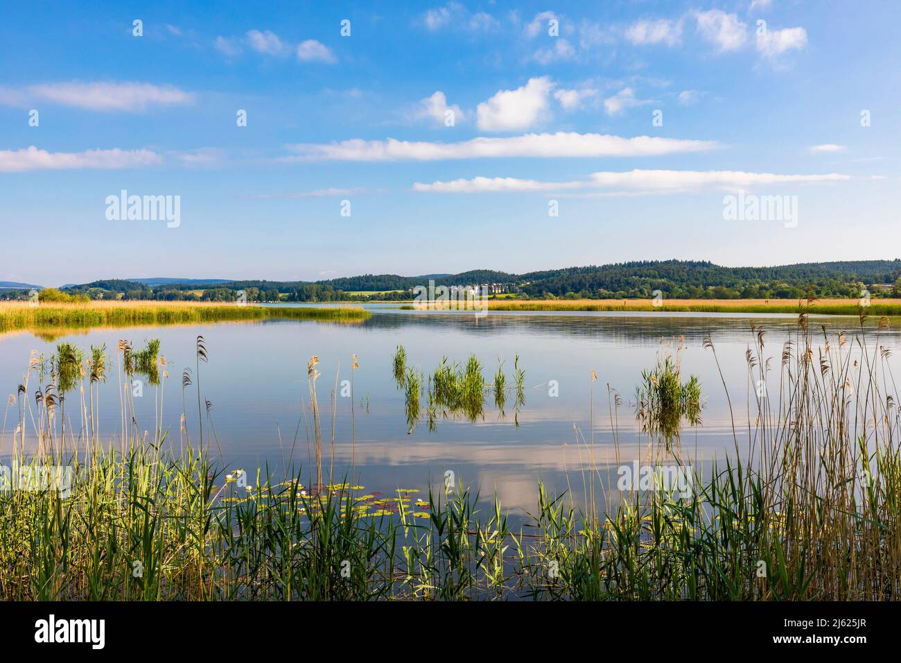 Deutschland, Baden-Württemberg, Insel Reichenau, Seeufer im Wollmatinger Ried Naturschutzgebiet Stockfoto