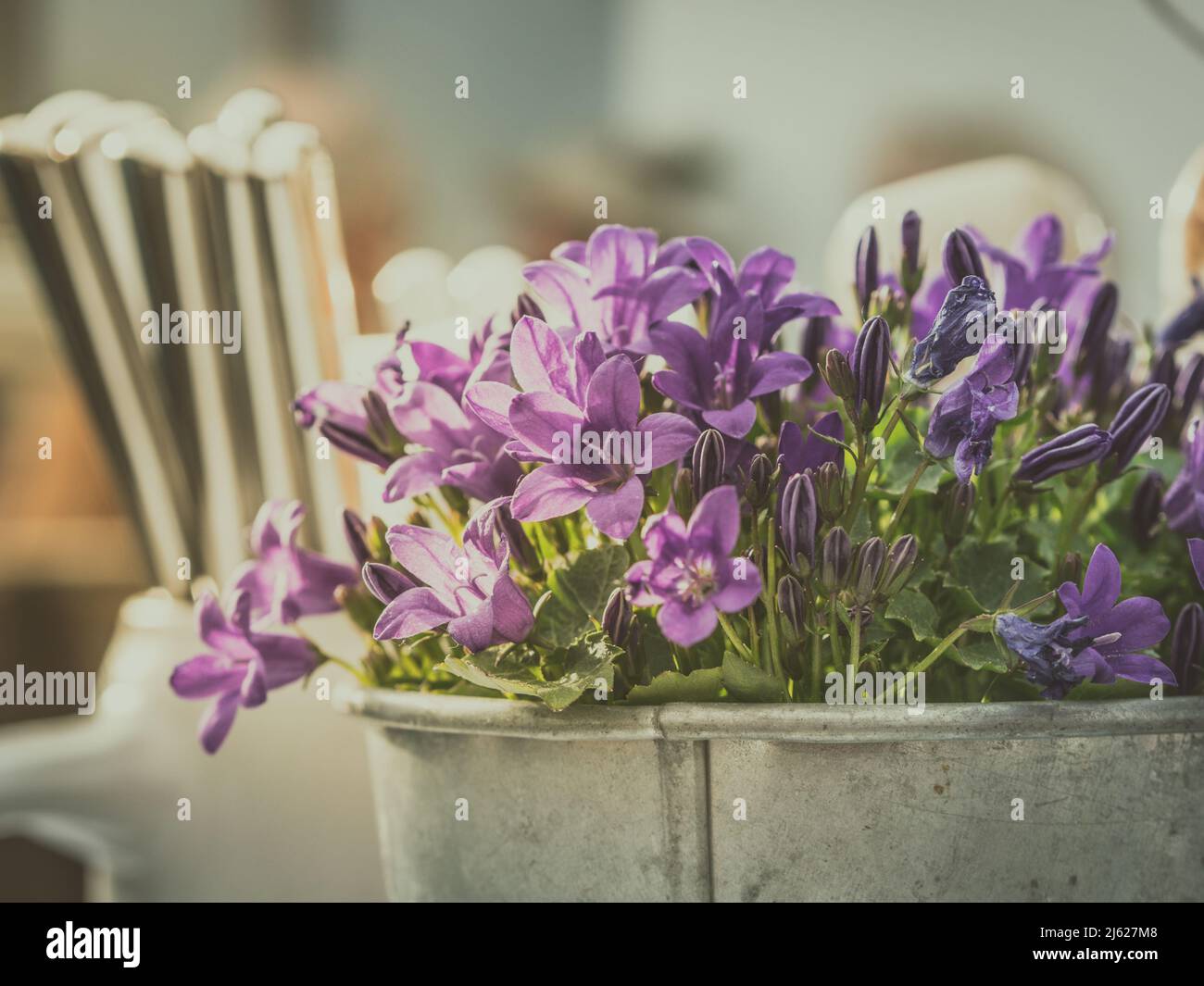 Das Bild zeigt eine stimmungsvolle Restaurantdekoration mit einer schönen Topfpflanze - campanula oder Glockenblume und Besteck im Hintergrund Stockfoto