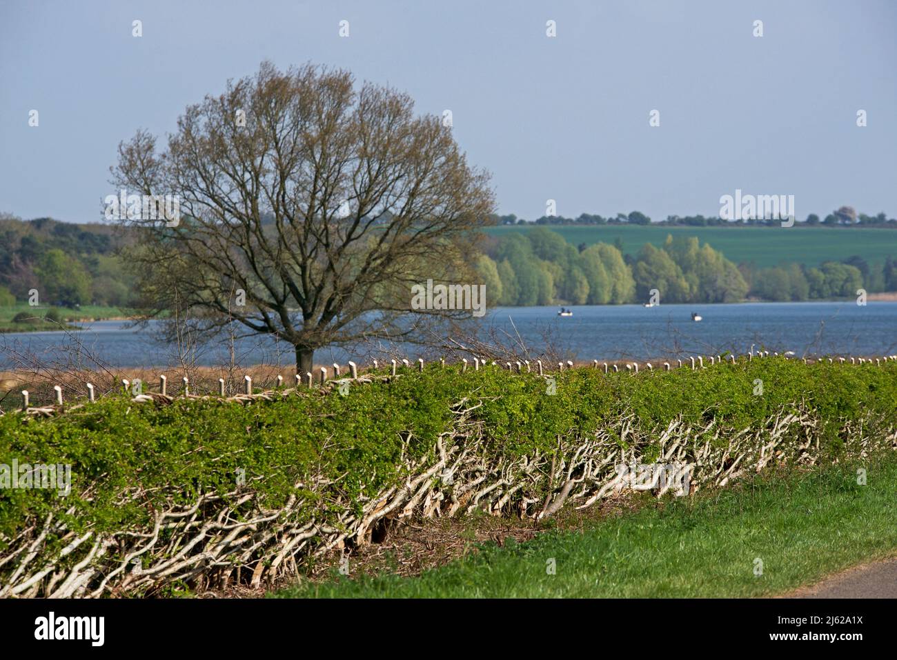 Gemanagte Hecke um den Rand des Eye Brook Reservoir in Leicestershire (und Rutland), England, Großbritannien Stockfoto