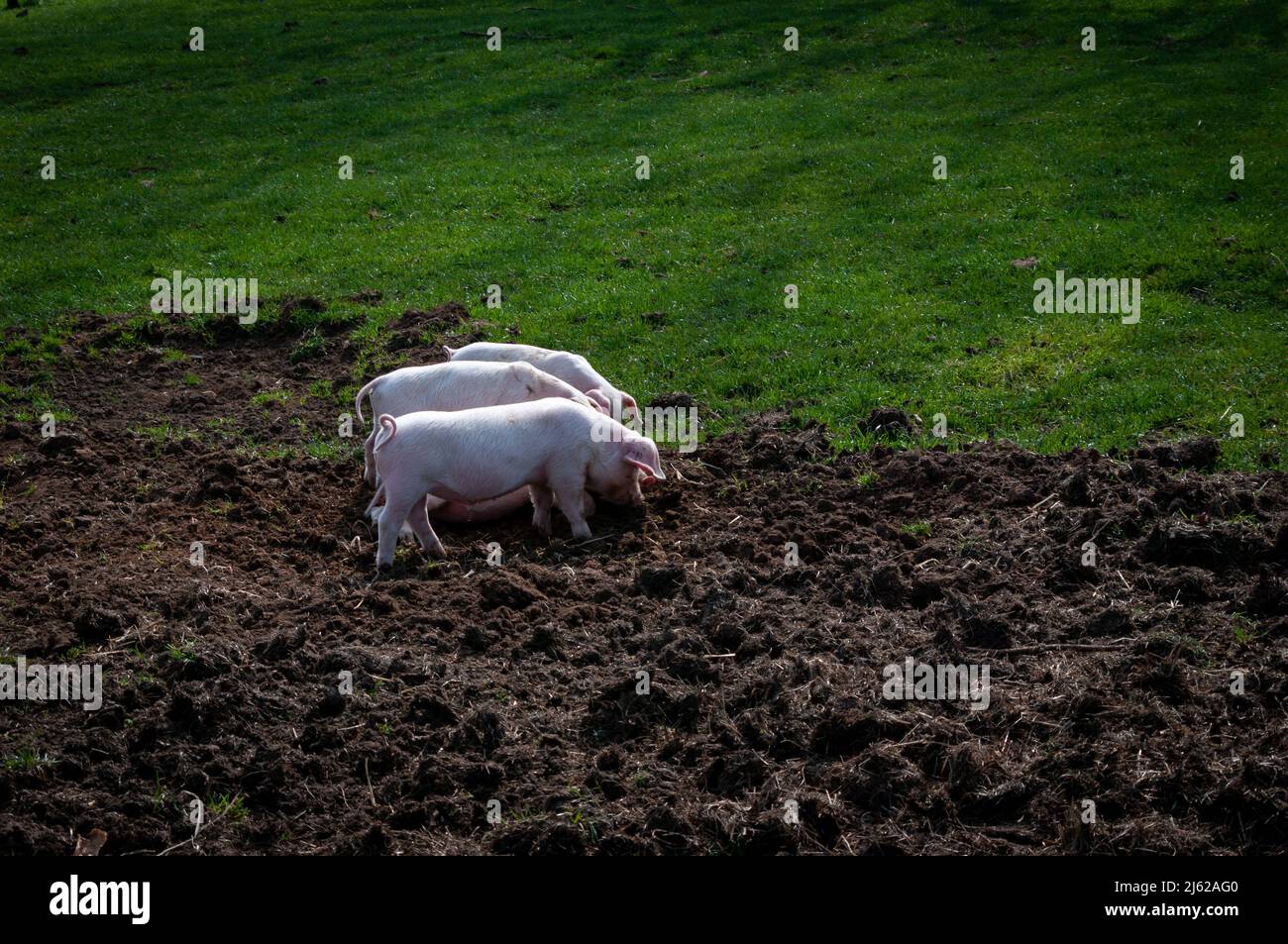 Junge, im Freien gezüchtete große weiße Ferkel, die glücklich auf einem Feld wurzeln. Ein Teil ist üppig grünes Gras und ein Teil ist aufgeschurmt, wo die kleinen Schweine Mo gewesen sind Stockfoto