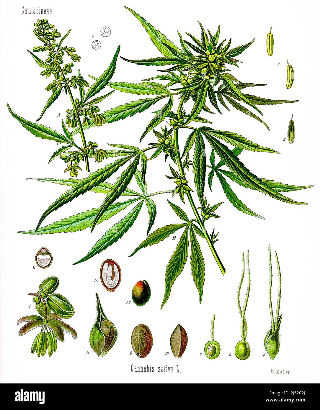 Cannabis sativa Botanische Zeichnung aus c. 1900 Hanfpflanze. Eine blühende männliche und B-samentragende weibliche Pflanze, tatsächliche Größe; 1 männliche Blüte, vergrößertes Detail; 2 und 3 Pollenbeutel von demselben aus verschiedenen Winkeln; 4 Pollenkörner derselben; 5 weibliche Blüte mit deckelförmigem Blütenblatt; 6 weibliche Blüte, deckelblütenentzug; 7 weibliche Fruchthaufen, longitudinaler Abschnitt; 8 Früchte mit Deckblatt; 9 gleiche ohne Deckblatt; 10 gleiche; 11 gleiche im Querschnitt; 12 gleiche im Längsschnitt; 13 Samen ohne Rumpf. Stockfoto