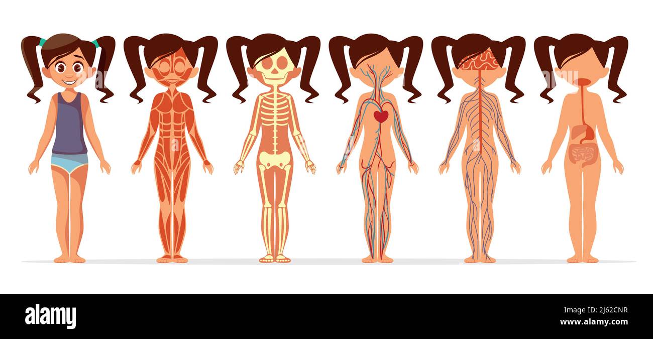 Mädchen Körper Anatomie Vektor Illustration. Cartoon medizinische ...