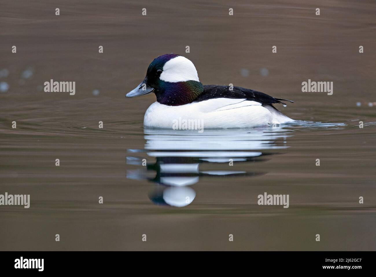 Männliche Bufflehead (Bucephala albeola) im Zuchtgefieder - Grand Bend, Ontario, Kanada Stockfoto