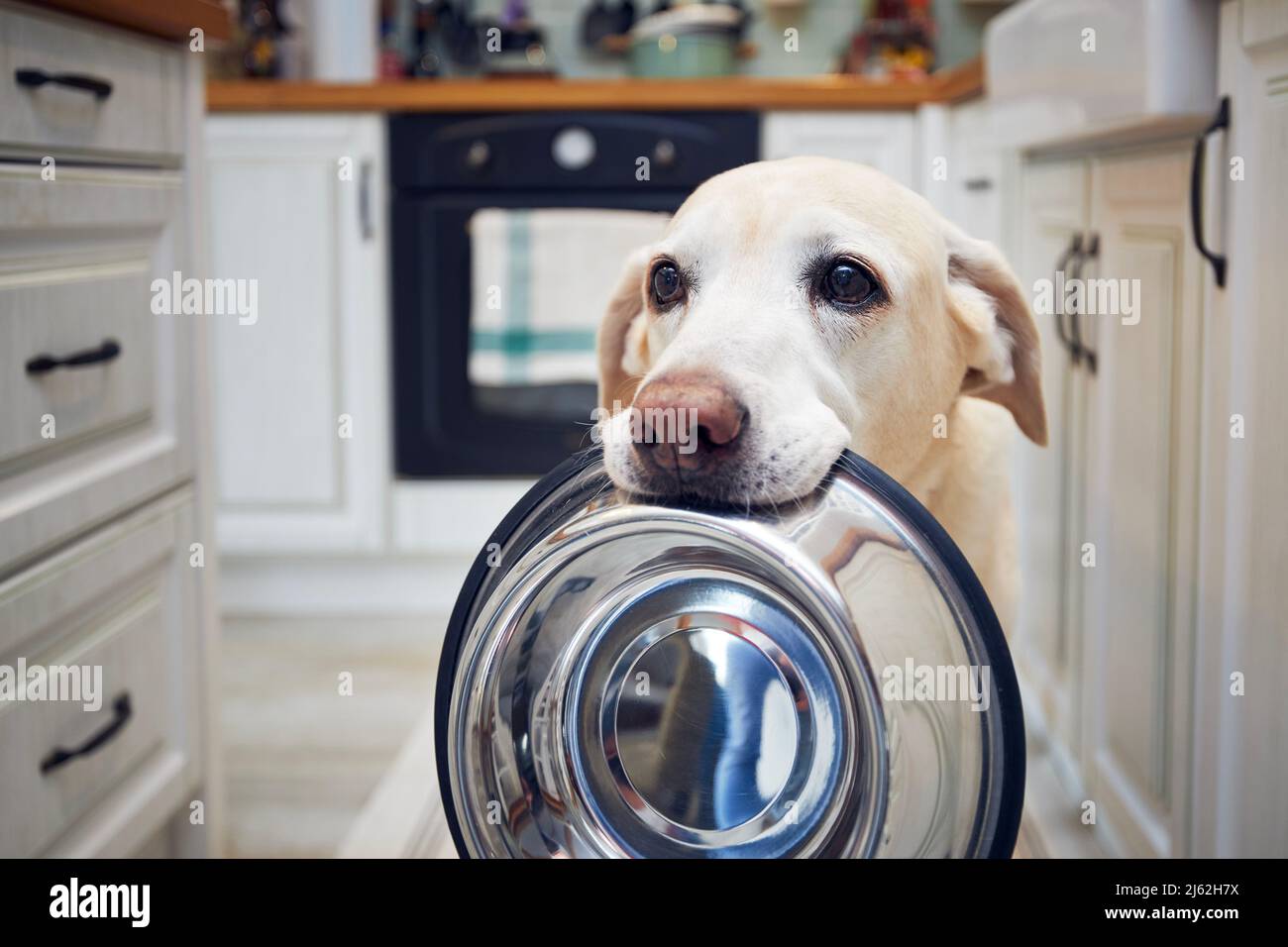 Hungriger Hund mit traurigen Augen wartet in der Küche auf die Fütterung. Der süße labrador Retriever hält zu Hause eine Hundeschale im Mund. Stockfoto