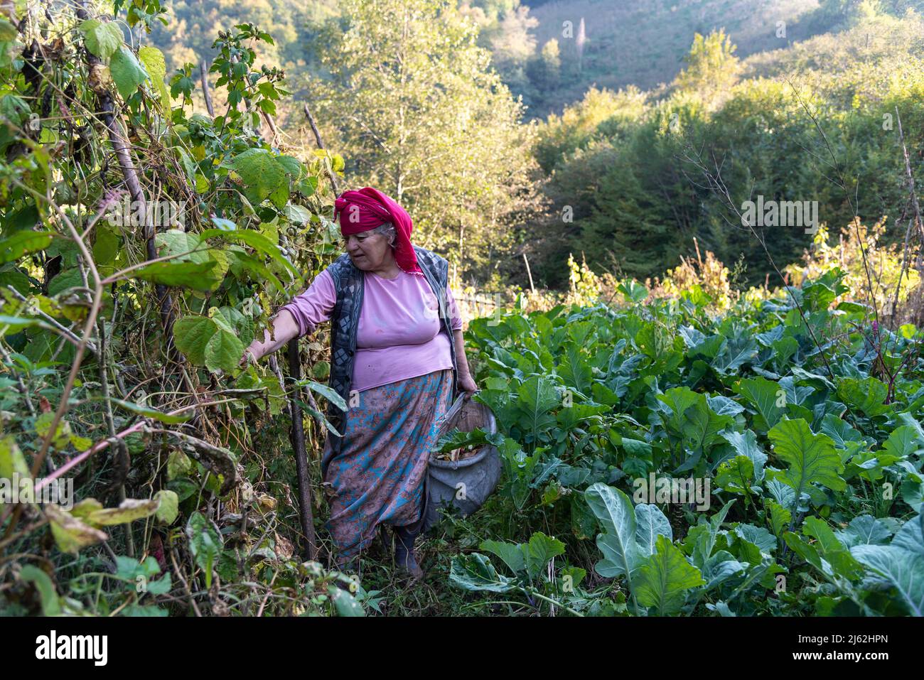 Anatolische Frau kontrolliert die Ernte, die sie auf ihrem Feld gepflanzt hat. Ordu, Türkei Stockfoto