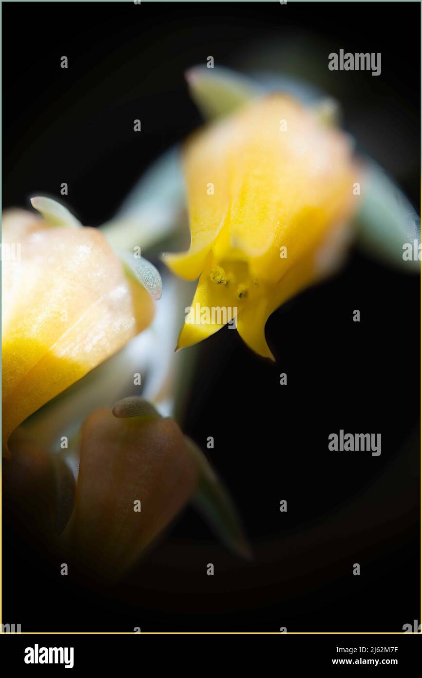 Dynamische Nahaufnahme einer gelben Blüte einer Sukulente. Ideal als Hintergrund für Text und Layout. Stockfoto